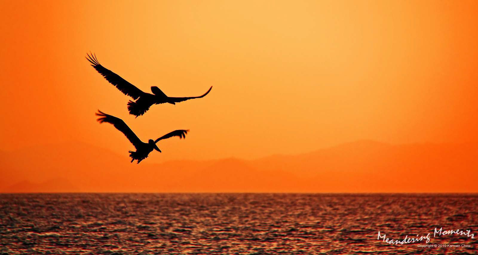 Pelican's in Flight at Sunset - BVI's