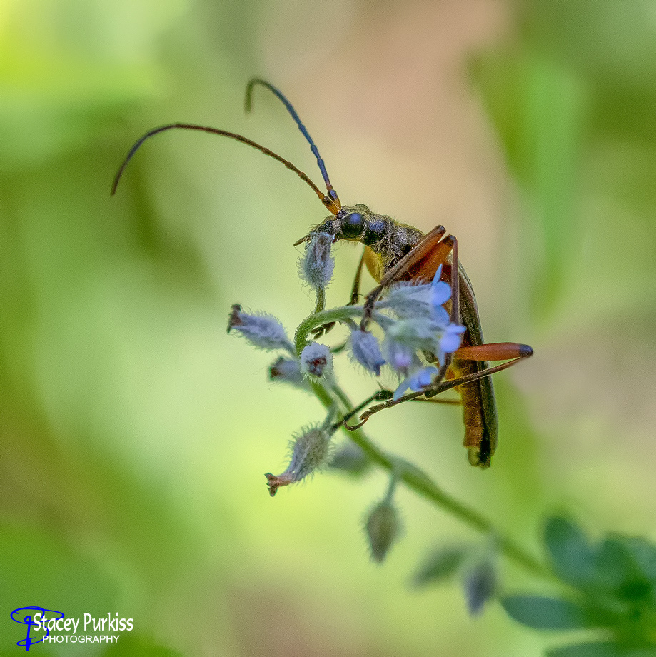 Soldier Beetle