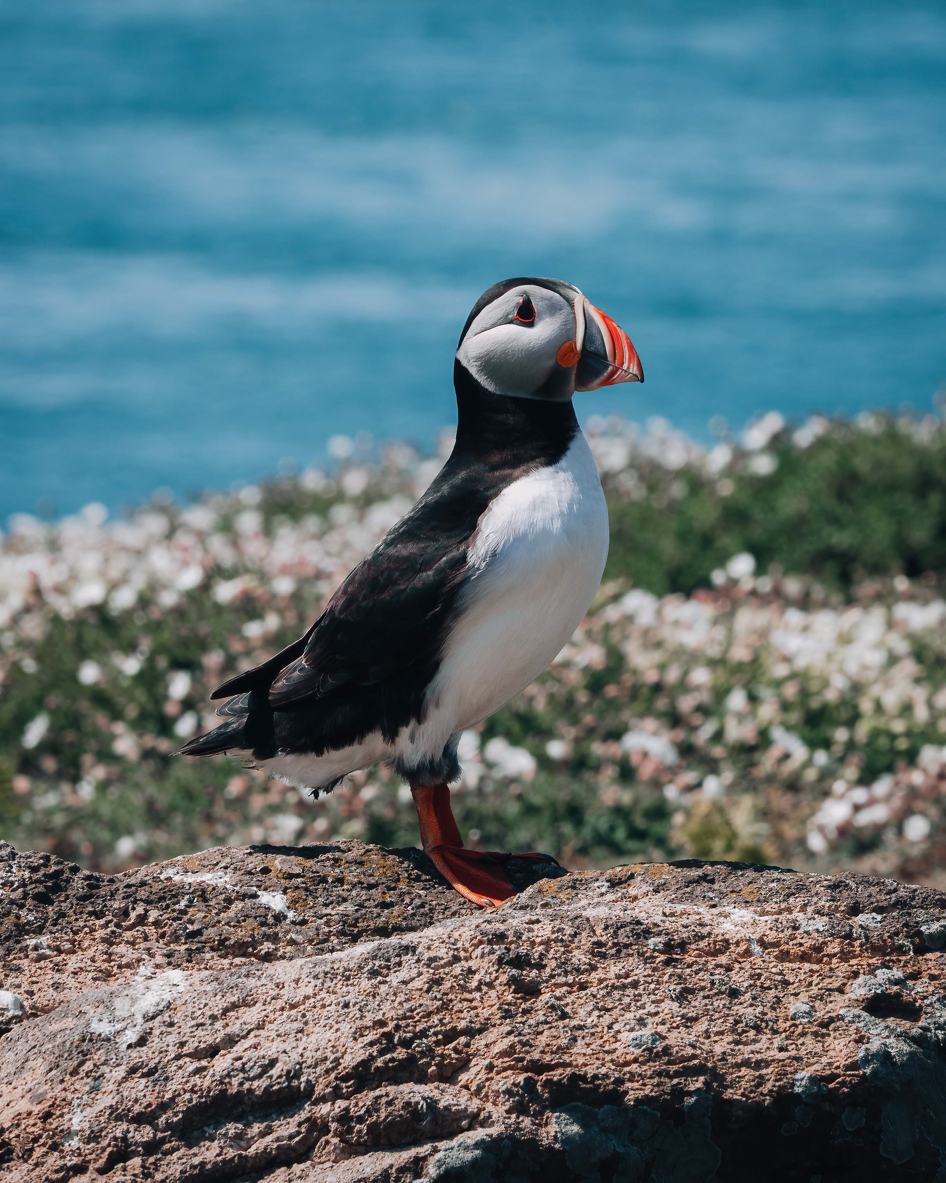 Atlantic Puffin