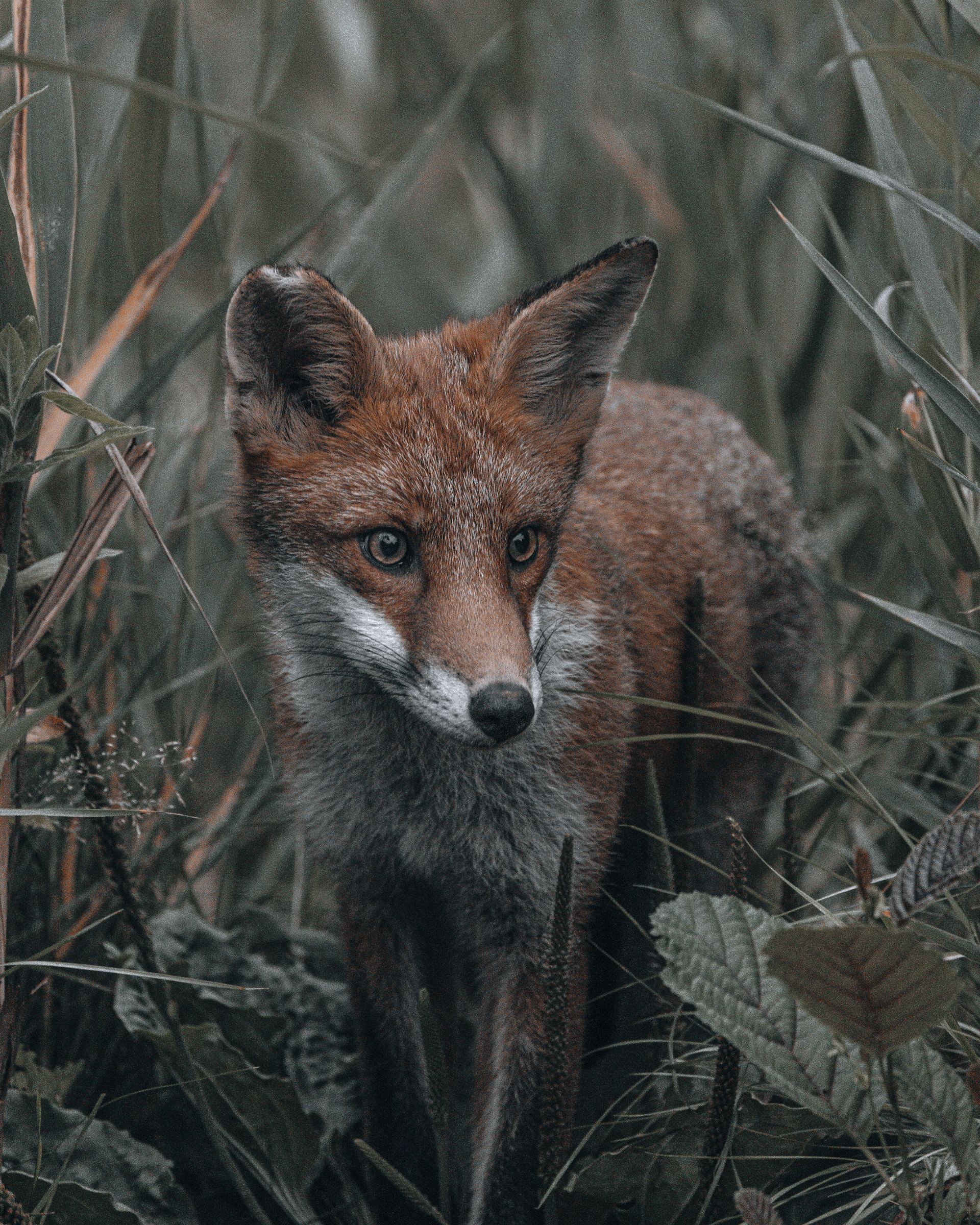 Fox Cub