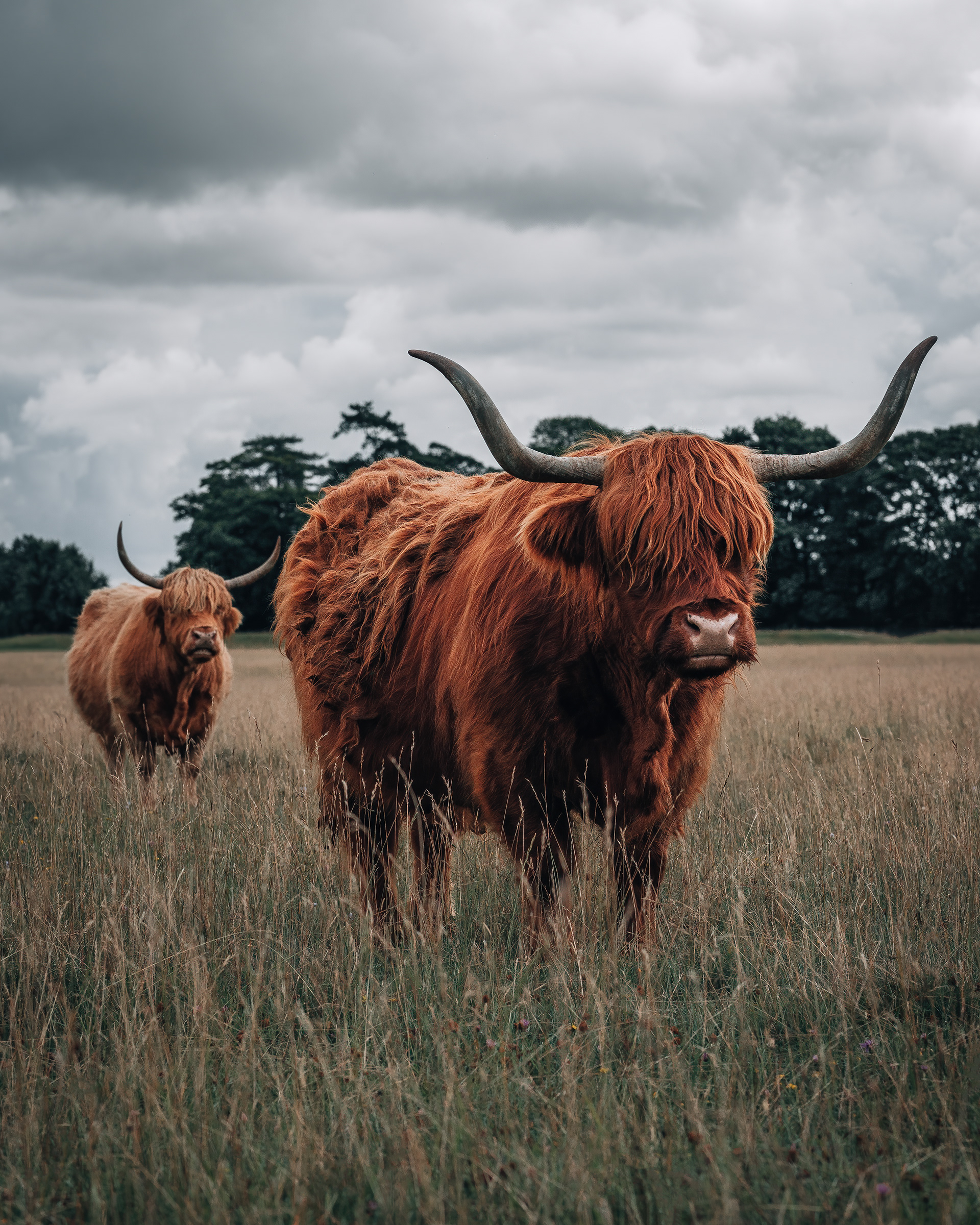 Highland Cows