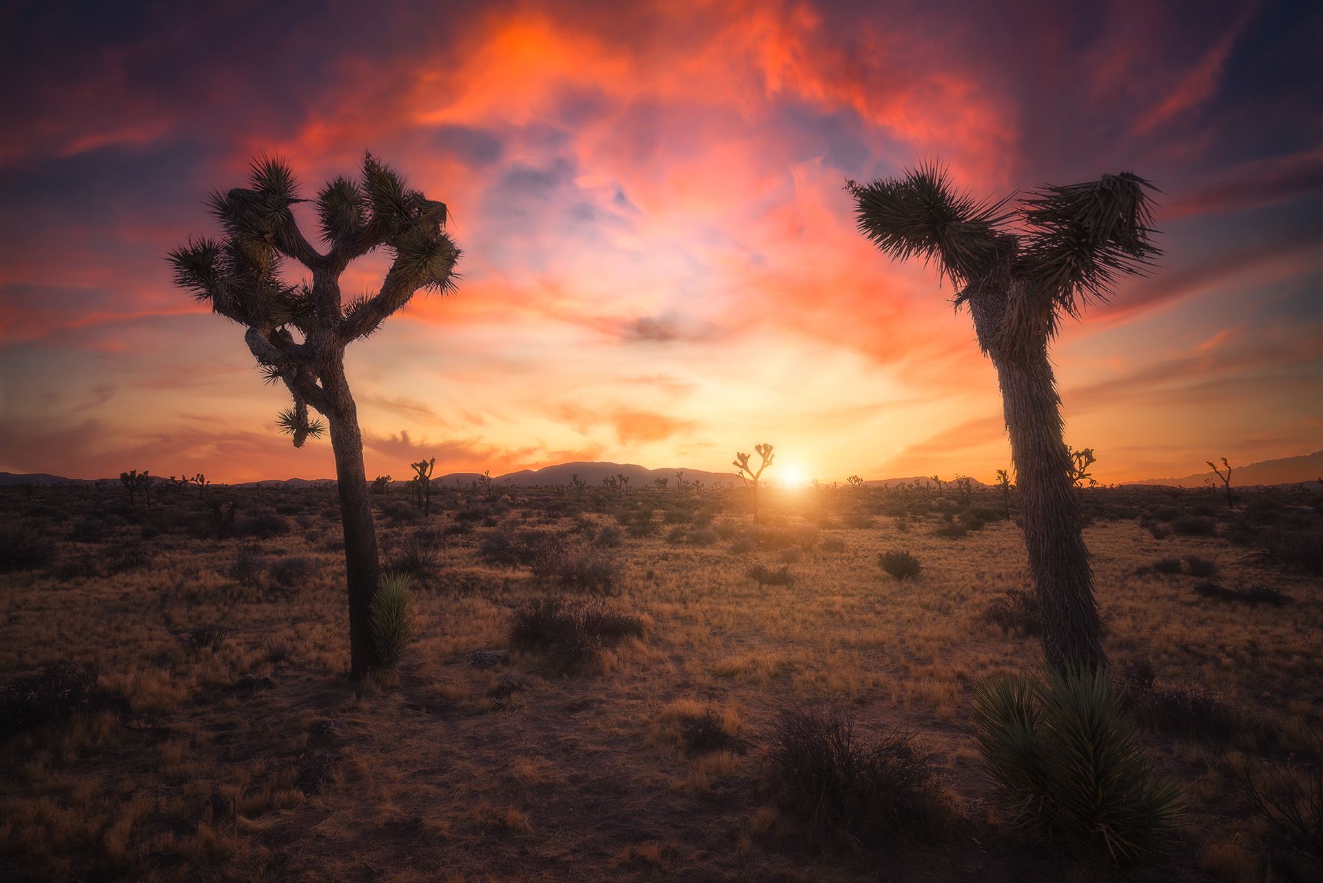 Joshua Tree National Park