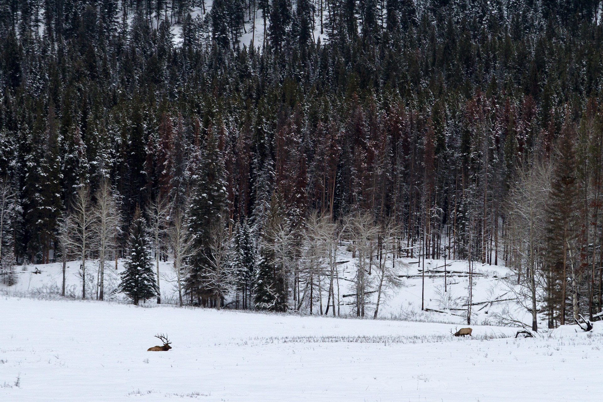 Elk Lounging in the field along the Bow Valley Parkway