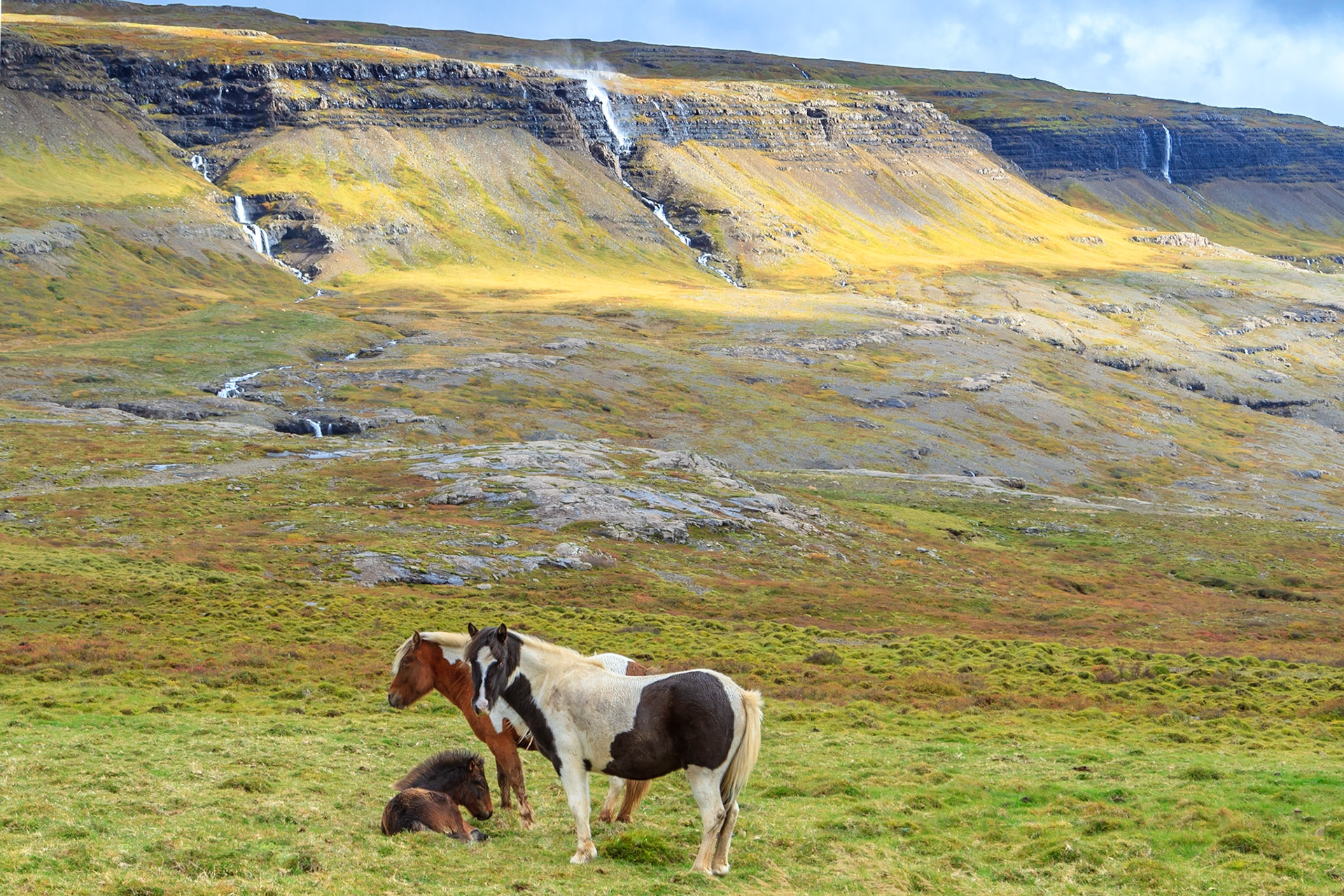 Iceland Horses in the East Fjords of Iceland