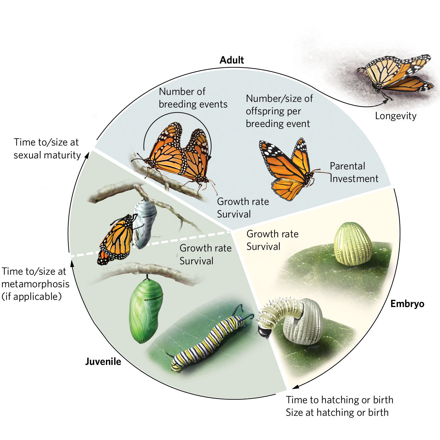 Nicolle R Fuller - Animals: Insect Life-cycles and Art