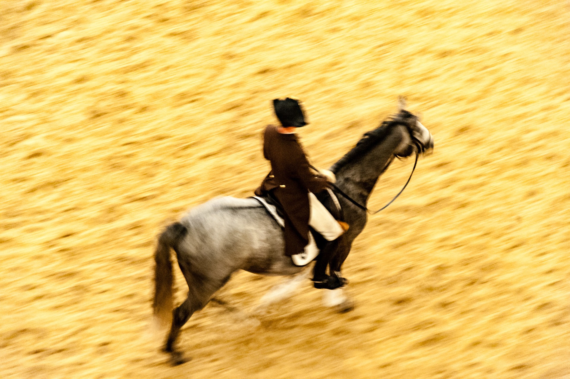 Caballo español entrenando
