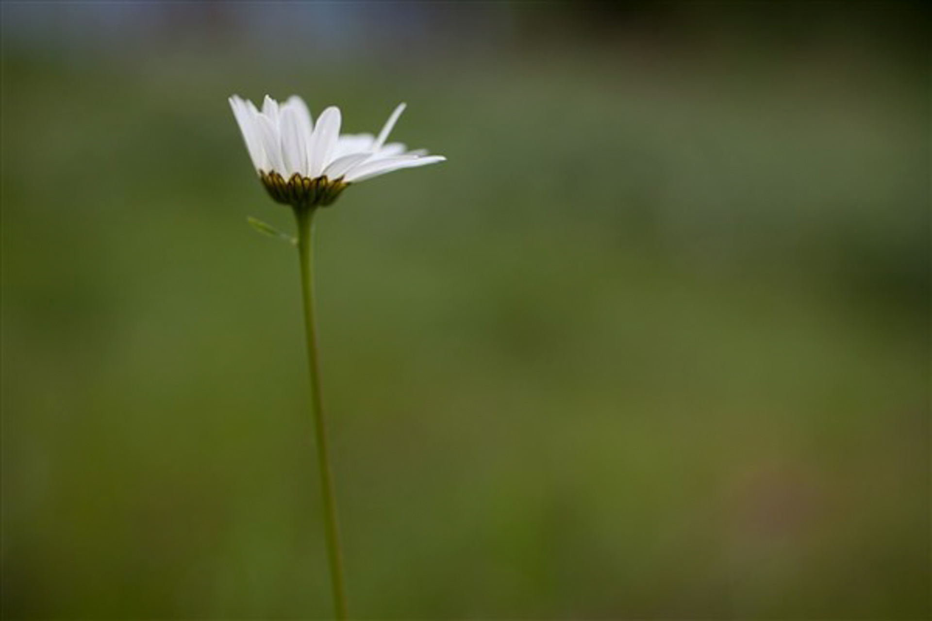2015 Digital Photograph
