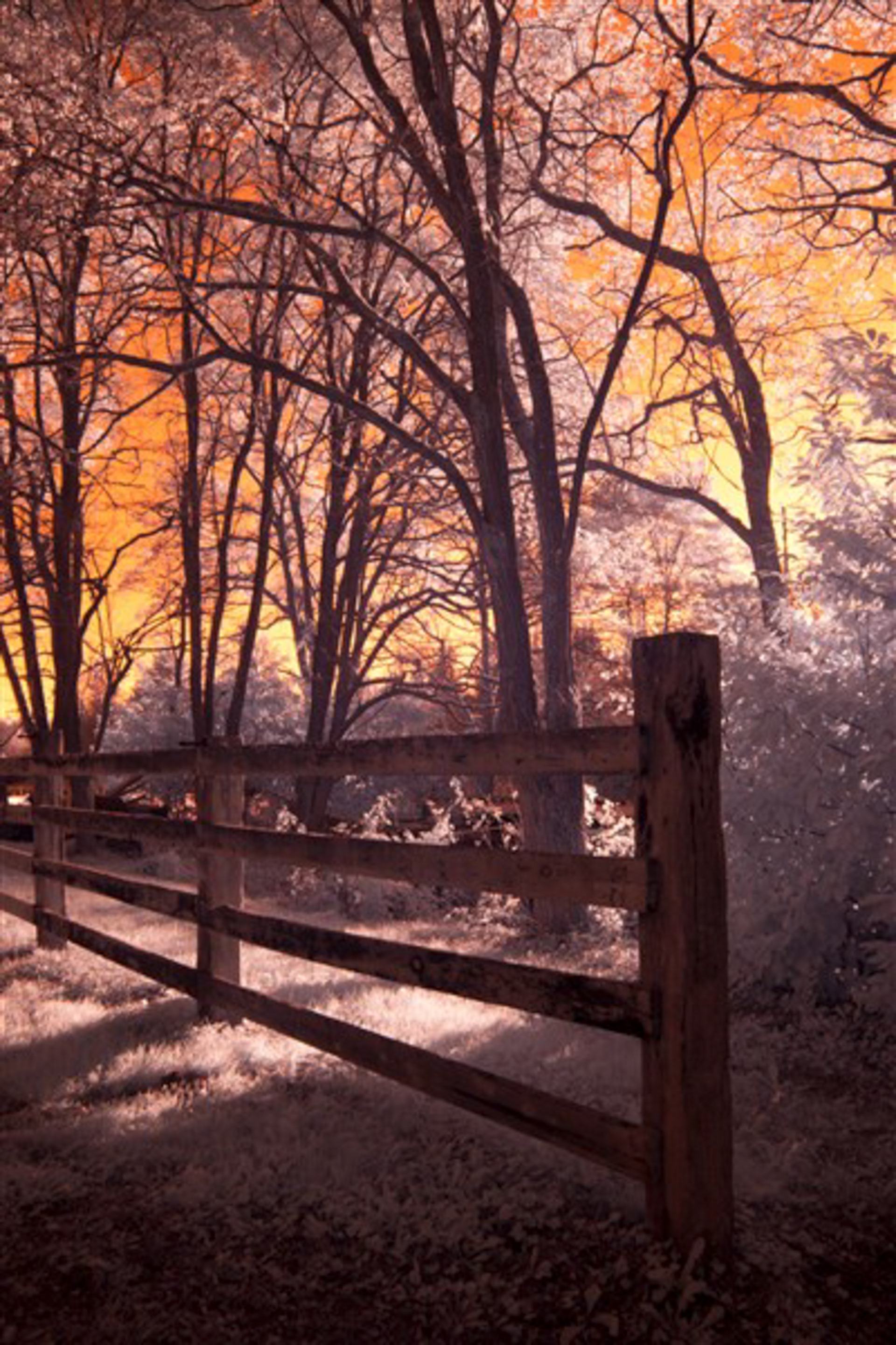 2011 Digital Photograph