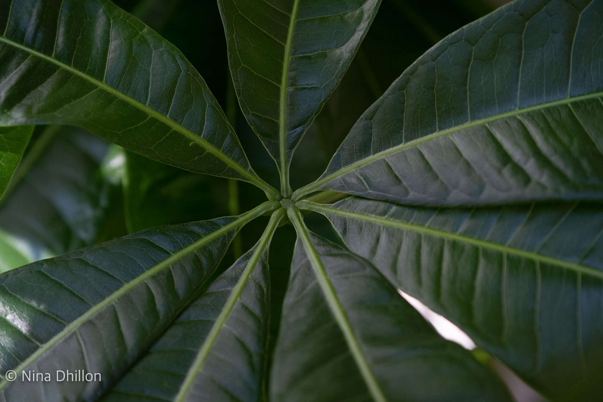 FILL THE FRAME: October 20, 2021. San Diego. This houseplant is lush and green and I love the starkness of its lines and grains you only see up close. 1/60 Sec at f/4.0 ISO 500.