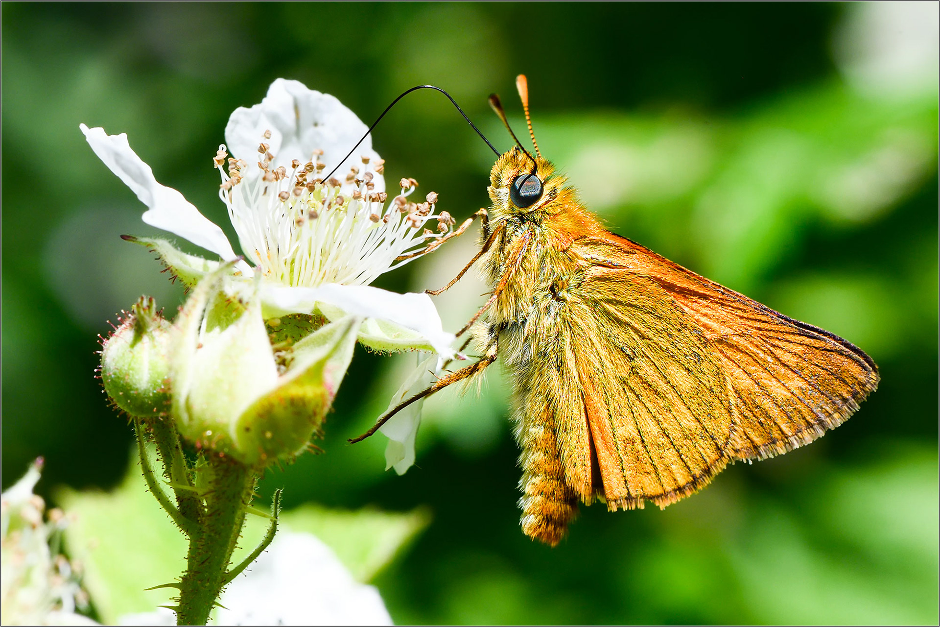 Hug A Bug! - Large Format Print - Limited Edition - Steffen Freiling