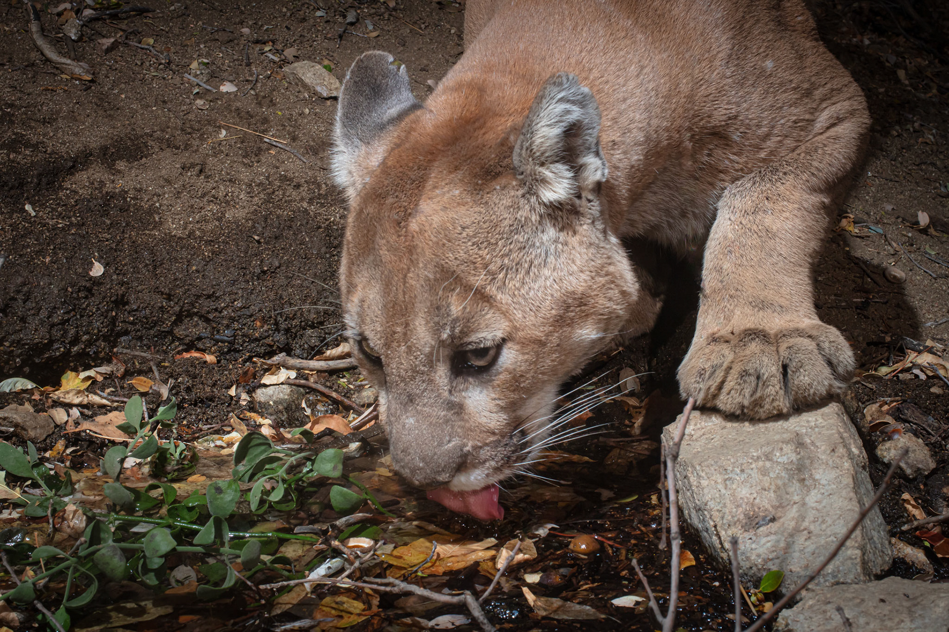 We call this guy 'Garfield'. He is enormous, and the dominant male mountain lion in the region of the Antelope Valley where we have cameras. He might be the dominant male mountain lion in the entire universe....