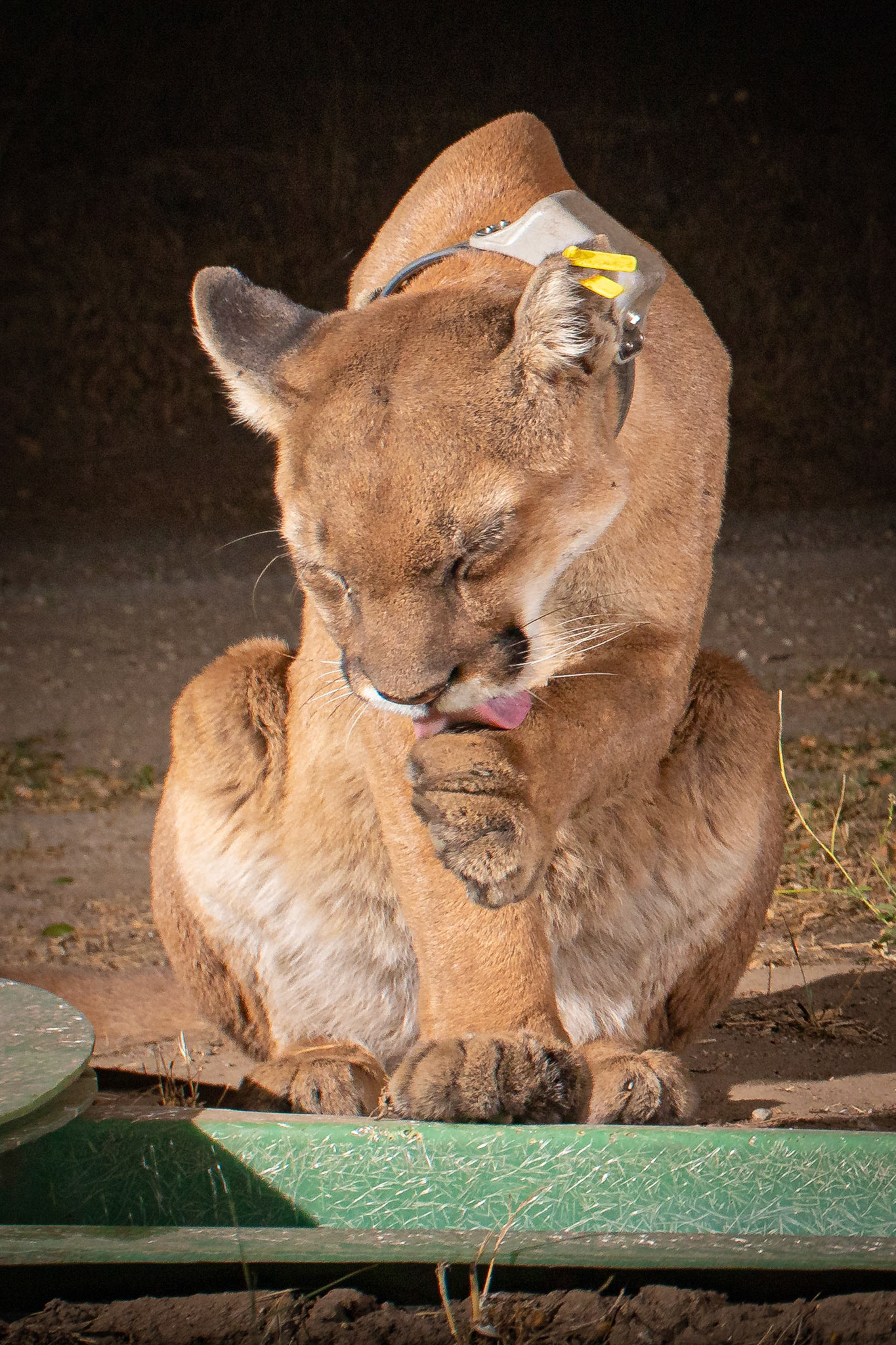 P62 mountain lioness cleaning up after a cool drink from a 'guzzler' at Santa Susanna Field Laboratories, Chatshworth, California.