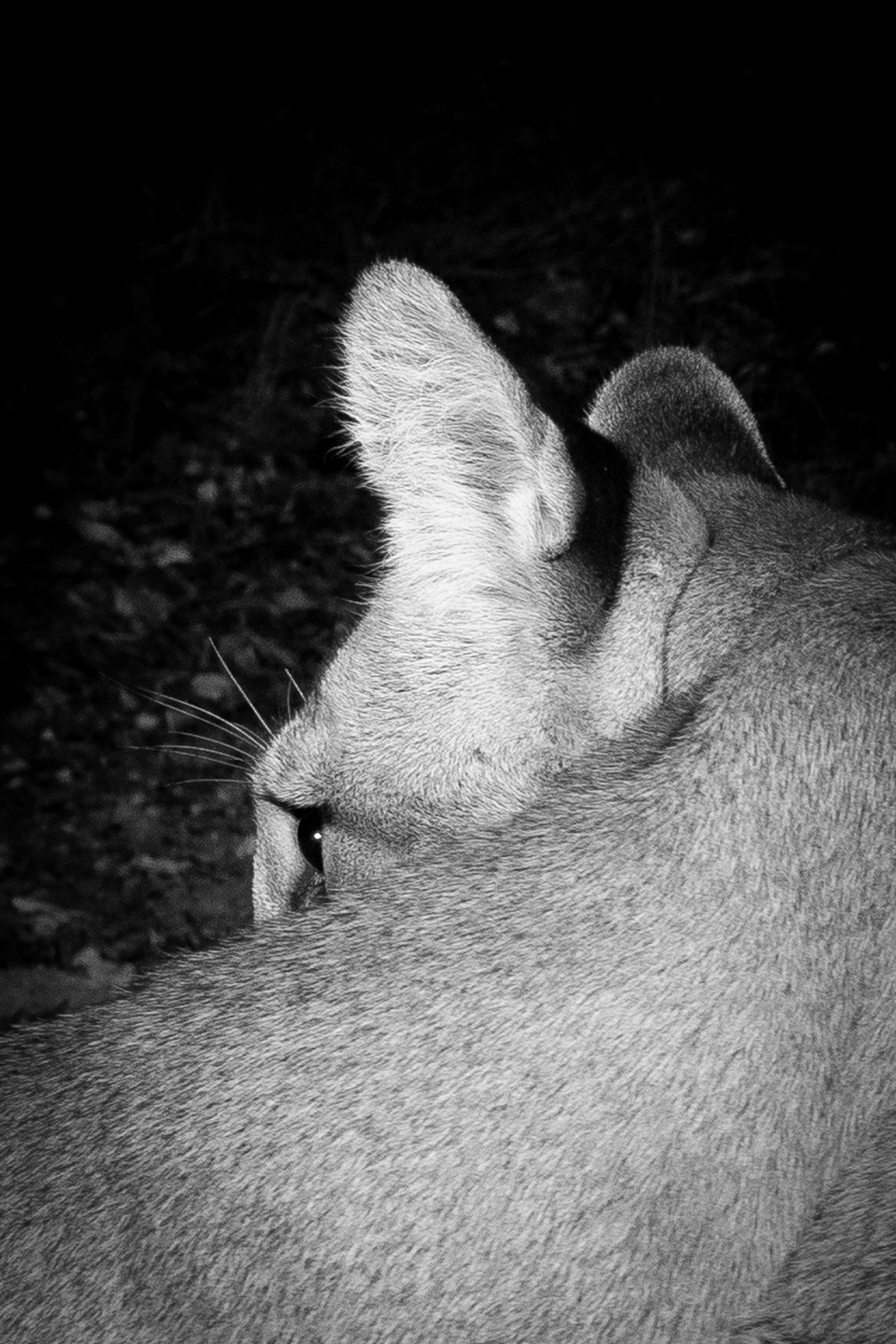 Close up study of a mountain lioness