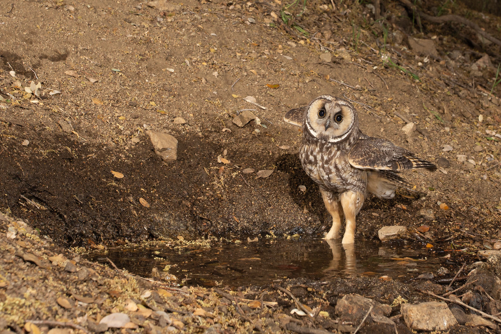 Great Horned Owl - Antelope Valley California. Cognisys Scout trigger.