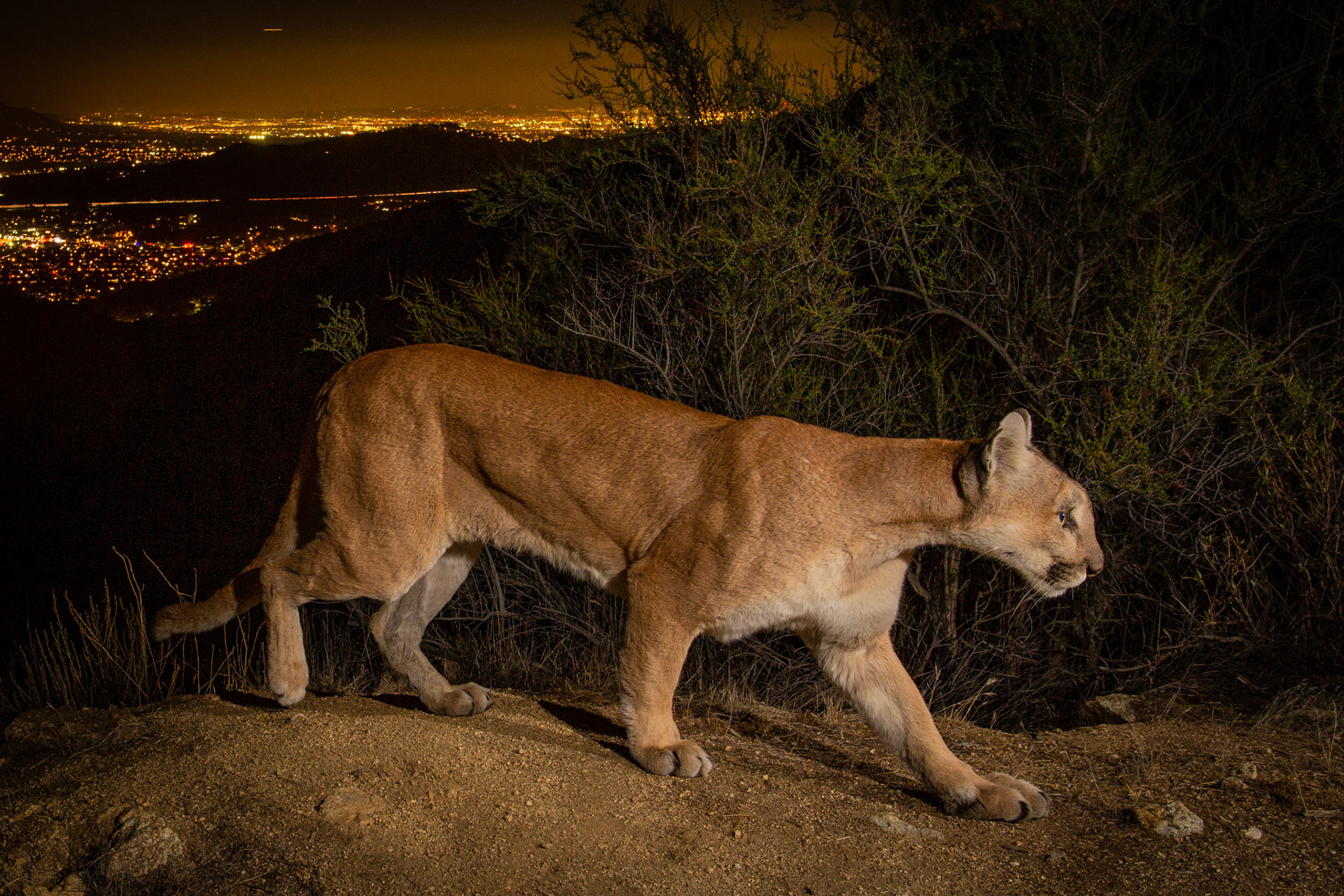 The length of a mountain lion is significant when shown mid-stride. Glendale, Los Angeles.
