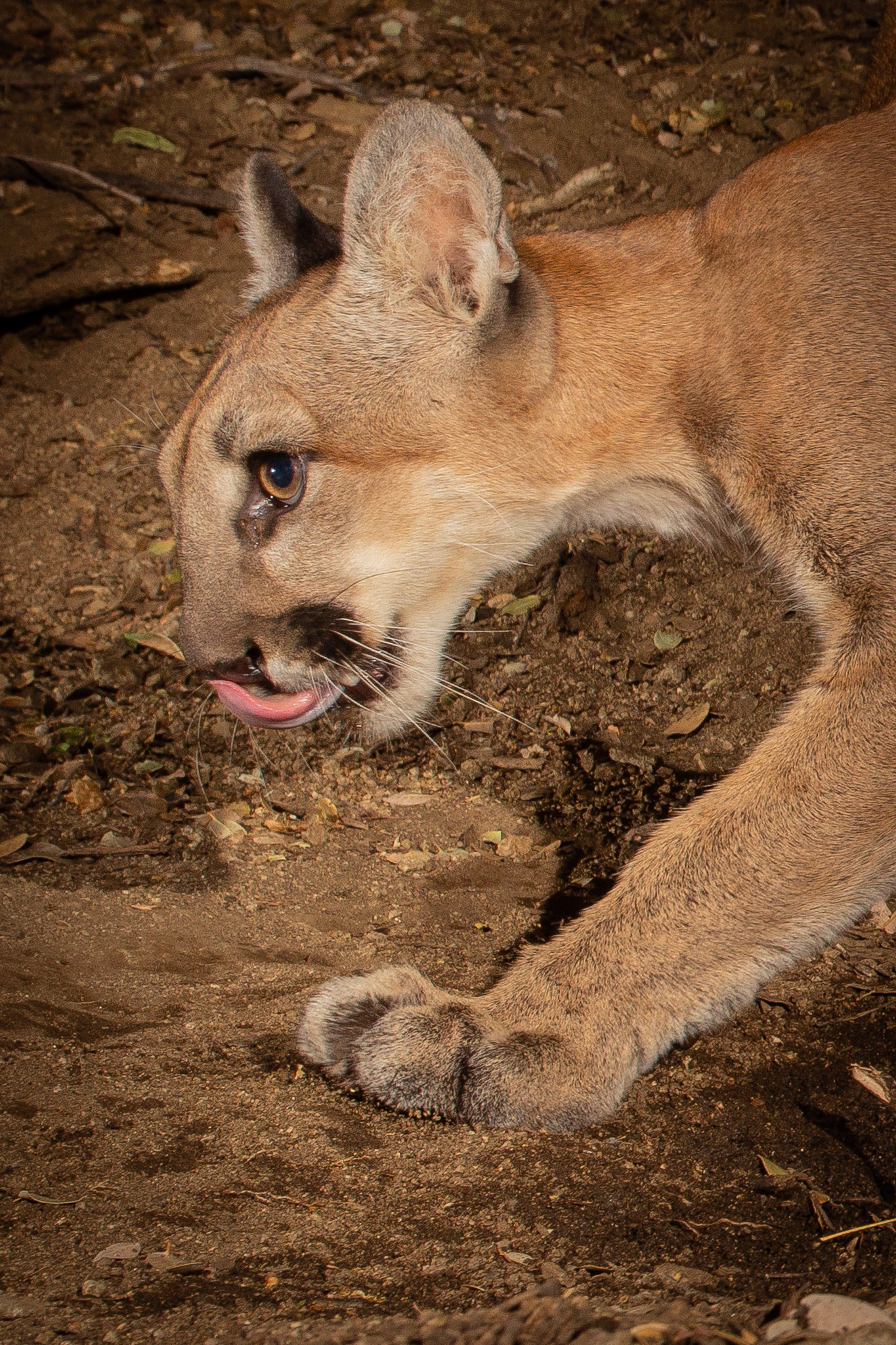 A closeup of a striding mountain lion, Antelope Valley, CA