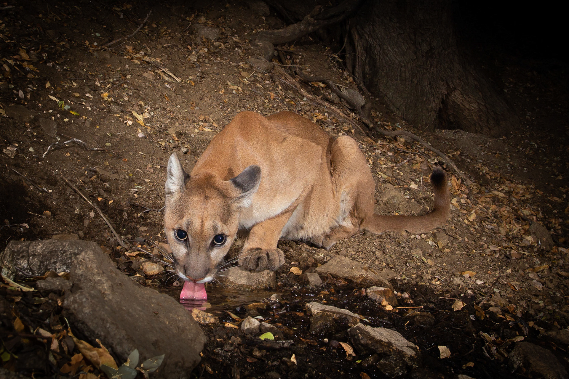 Tongue and tail curls. Mountain lion at about 18 months in the Antelope Valley, CA