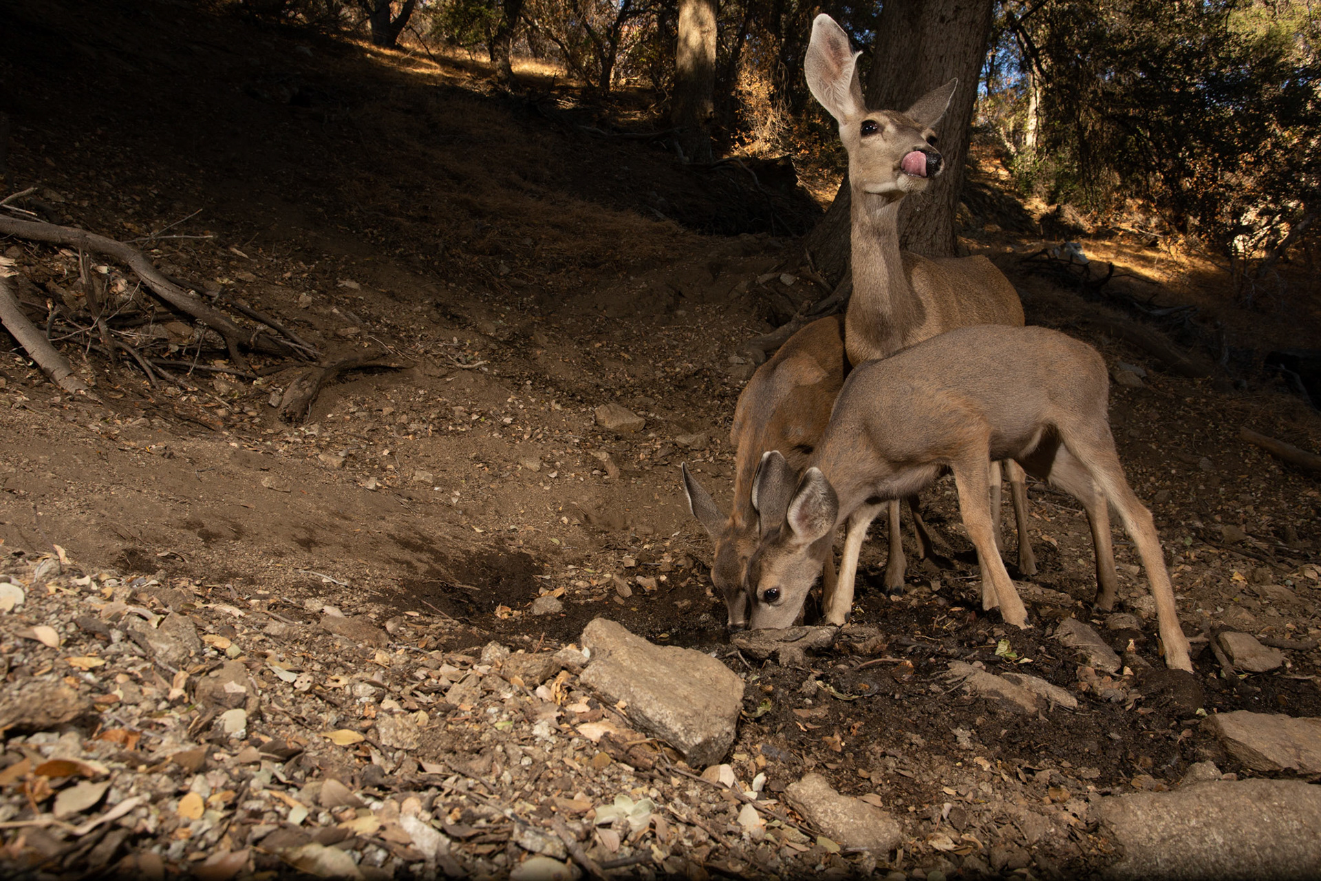 Doe and two fawns drinking at a spring. Cognisys Scout trigger.