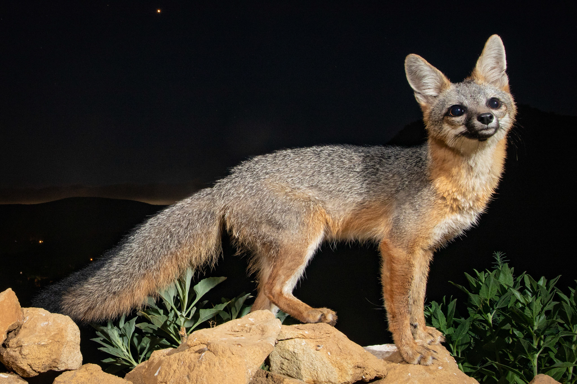 Greu fox - Westlake Village CA. Cognisys Sabre and custom flashes.