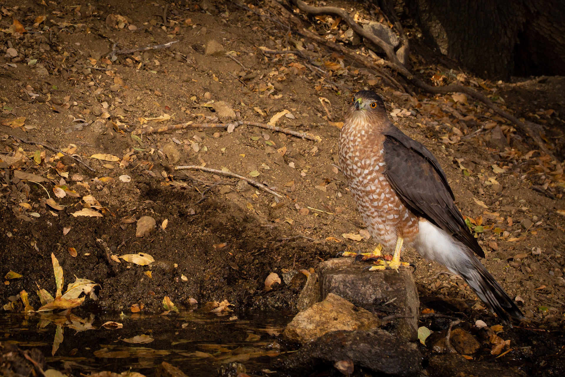 Juvenile Red-Tailed Hawk. Cognisys Scout Trigger