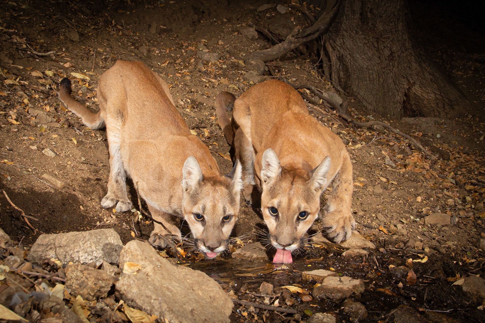 Sibling mountain lions sharing a natural spring for a drink. Antelope Valley, CA