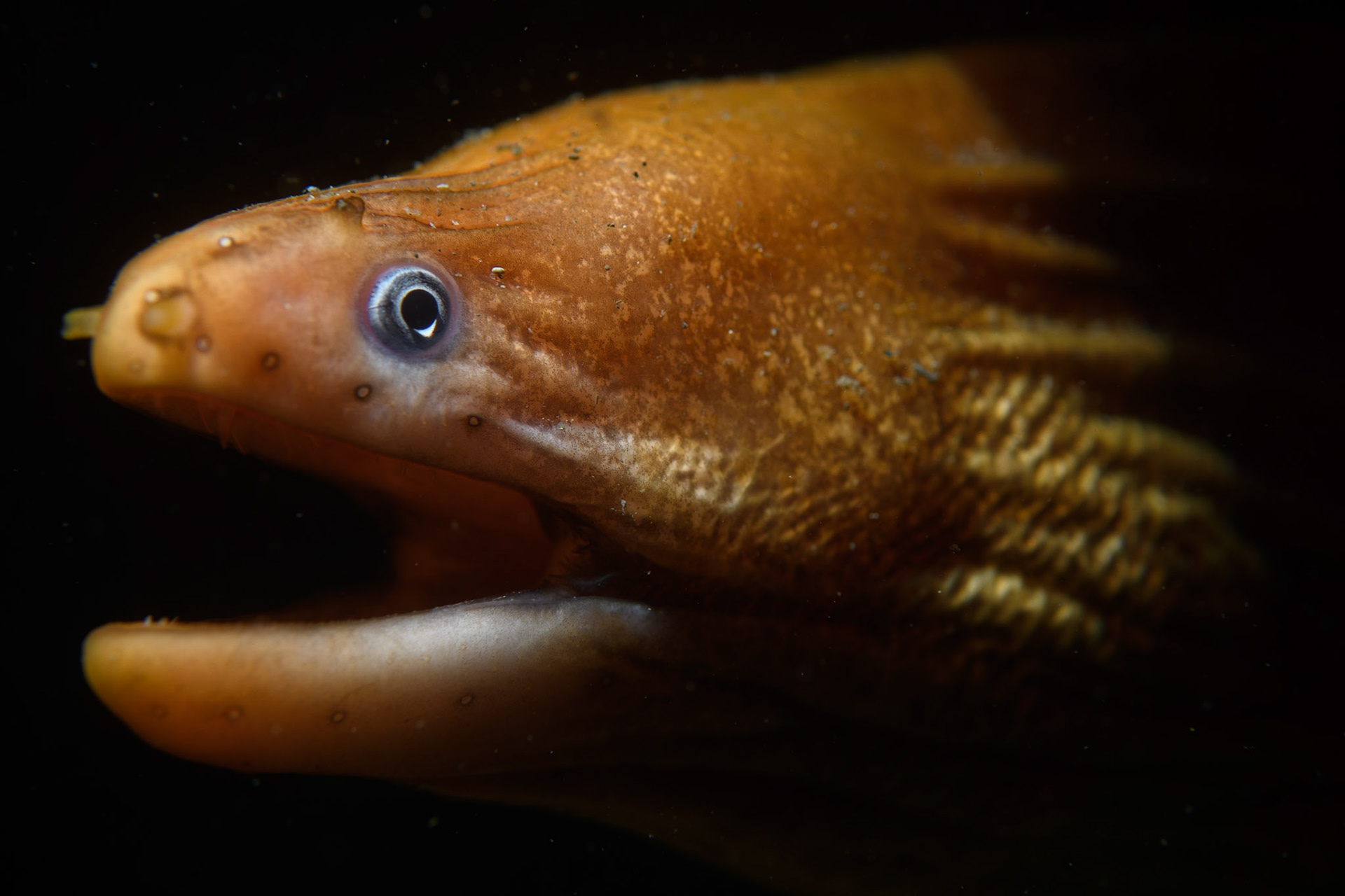 Green moray, Sydney