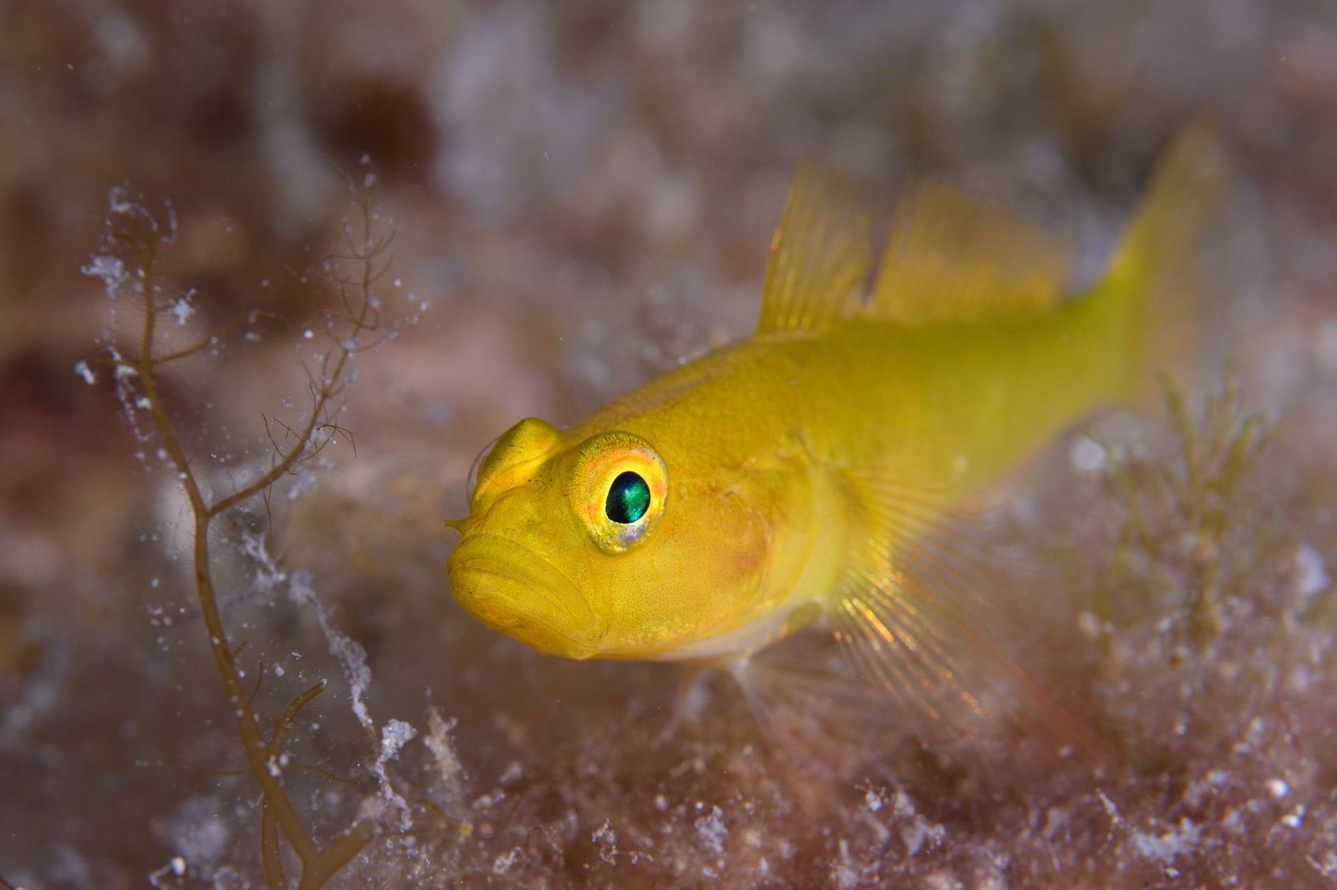 Shy golden goby, Golfe Juan, France