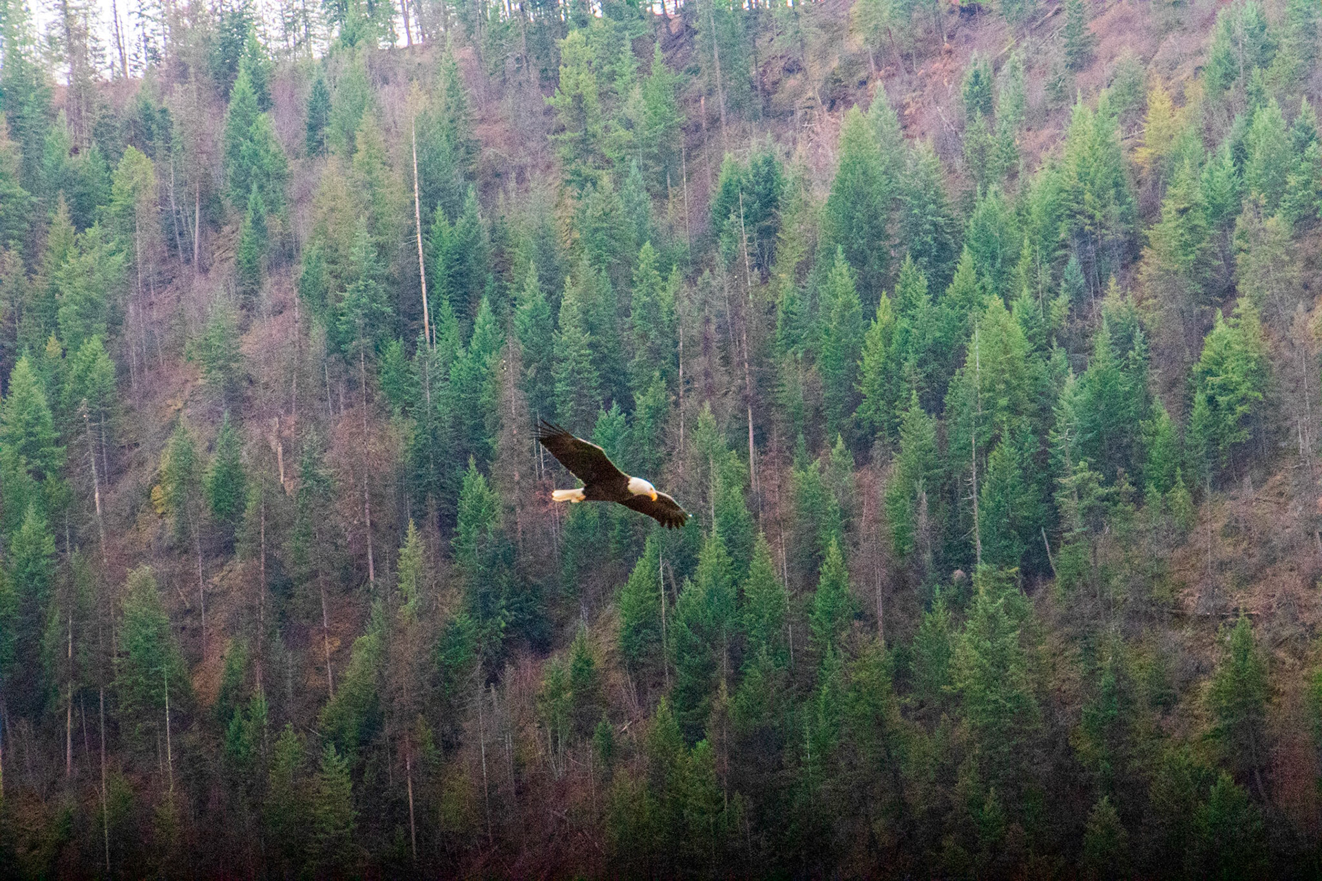 My best eagle shot of the day