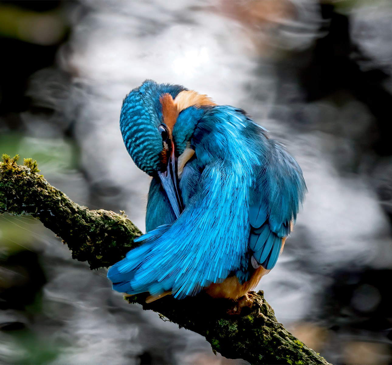 kingfisher preening