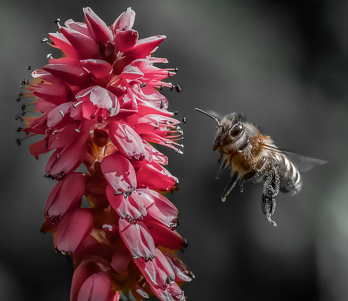 honey bee