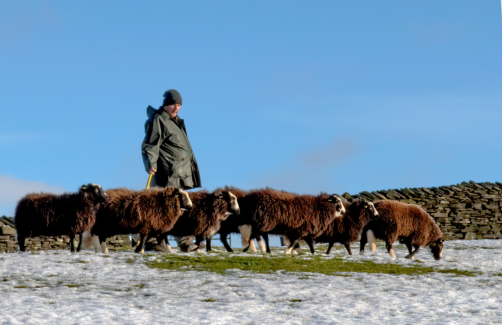 Local Shepherd