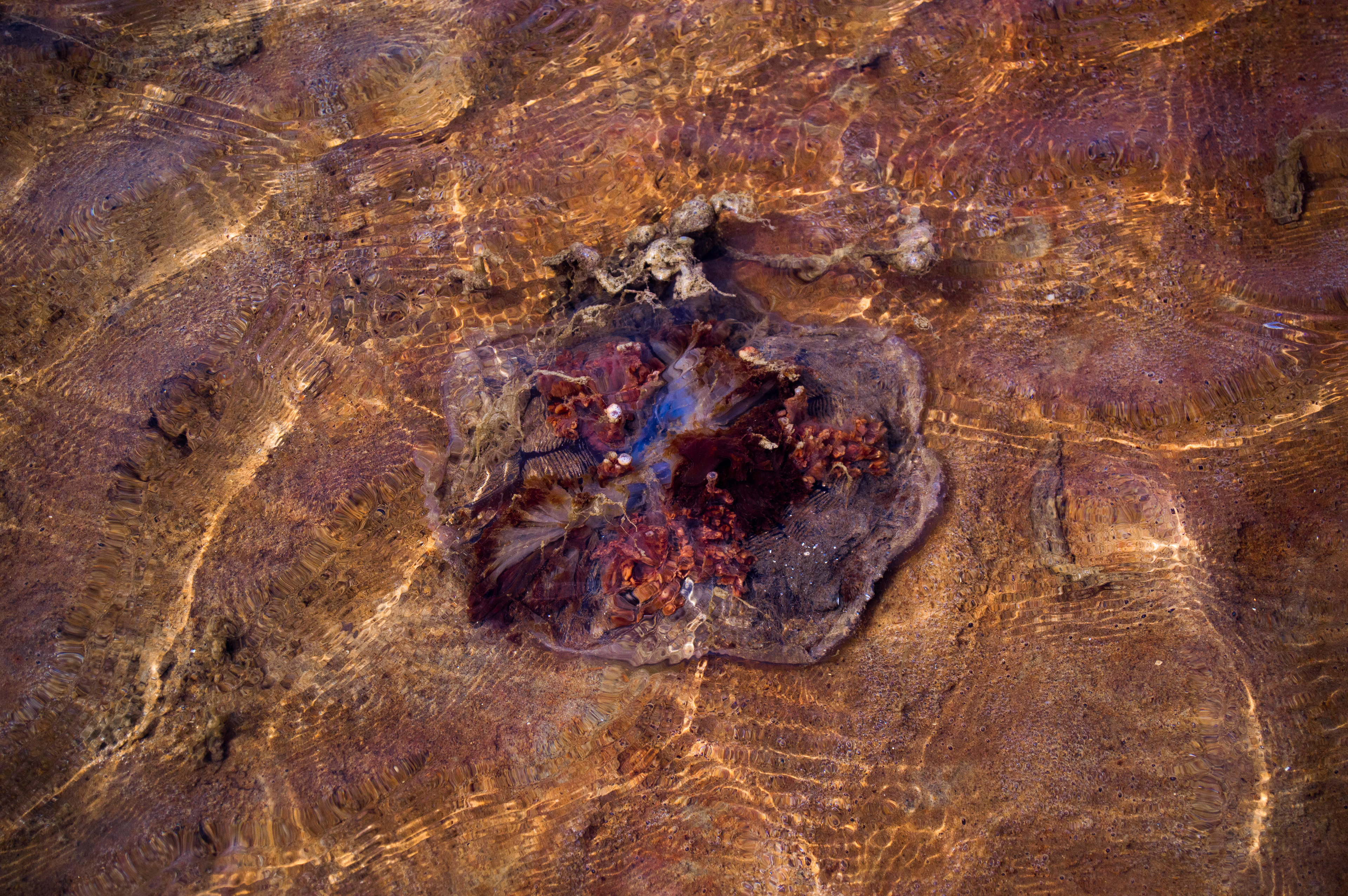 Jellyfish - Landscape Nature Photographer