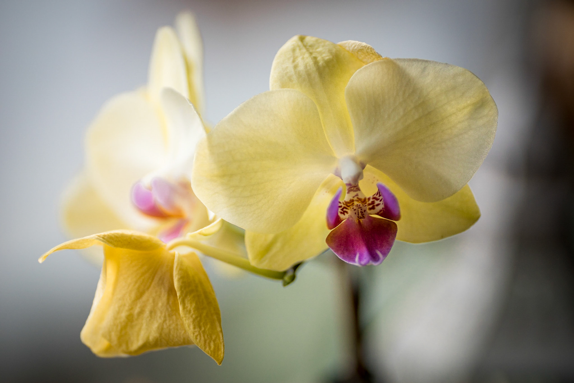 Gelbe Orchidee