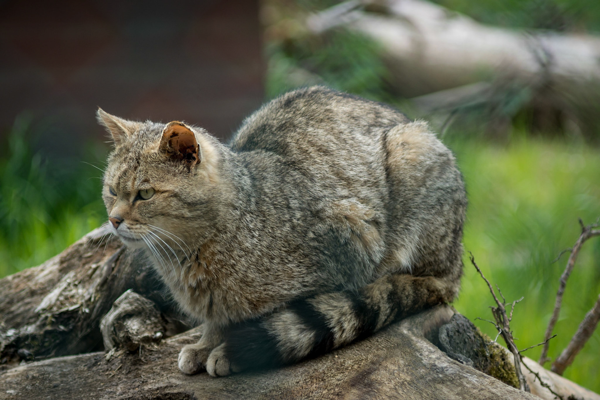 Sony ILCA-77M2 | 70-210mm F4 @ ISO 100 | 130 mm | f/4 | 1/400 s