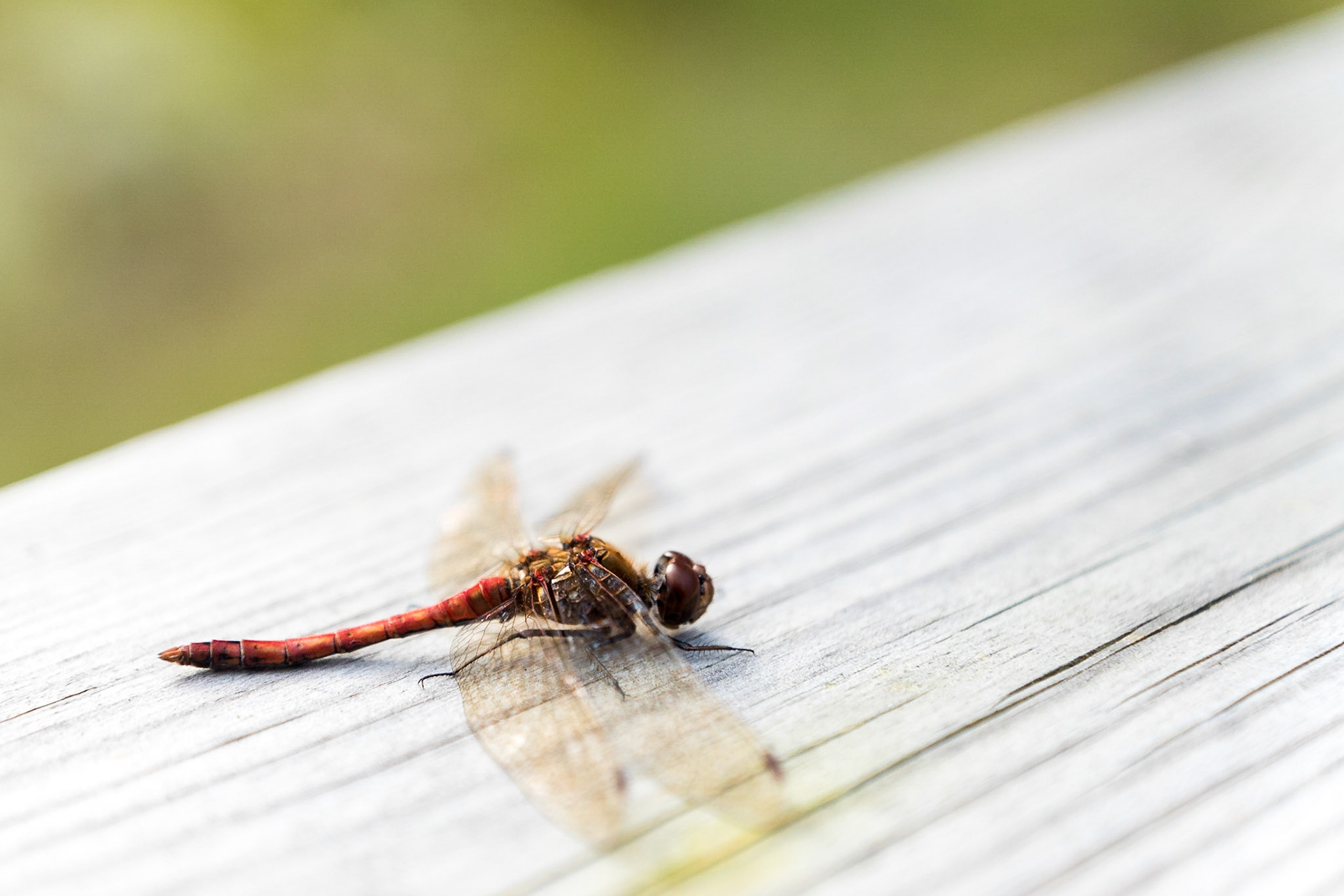 ISO 200 | 50 mm | f/2.8 | 1/1600 s