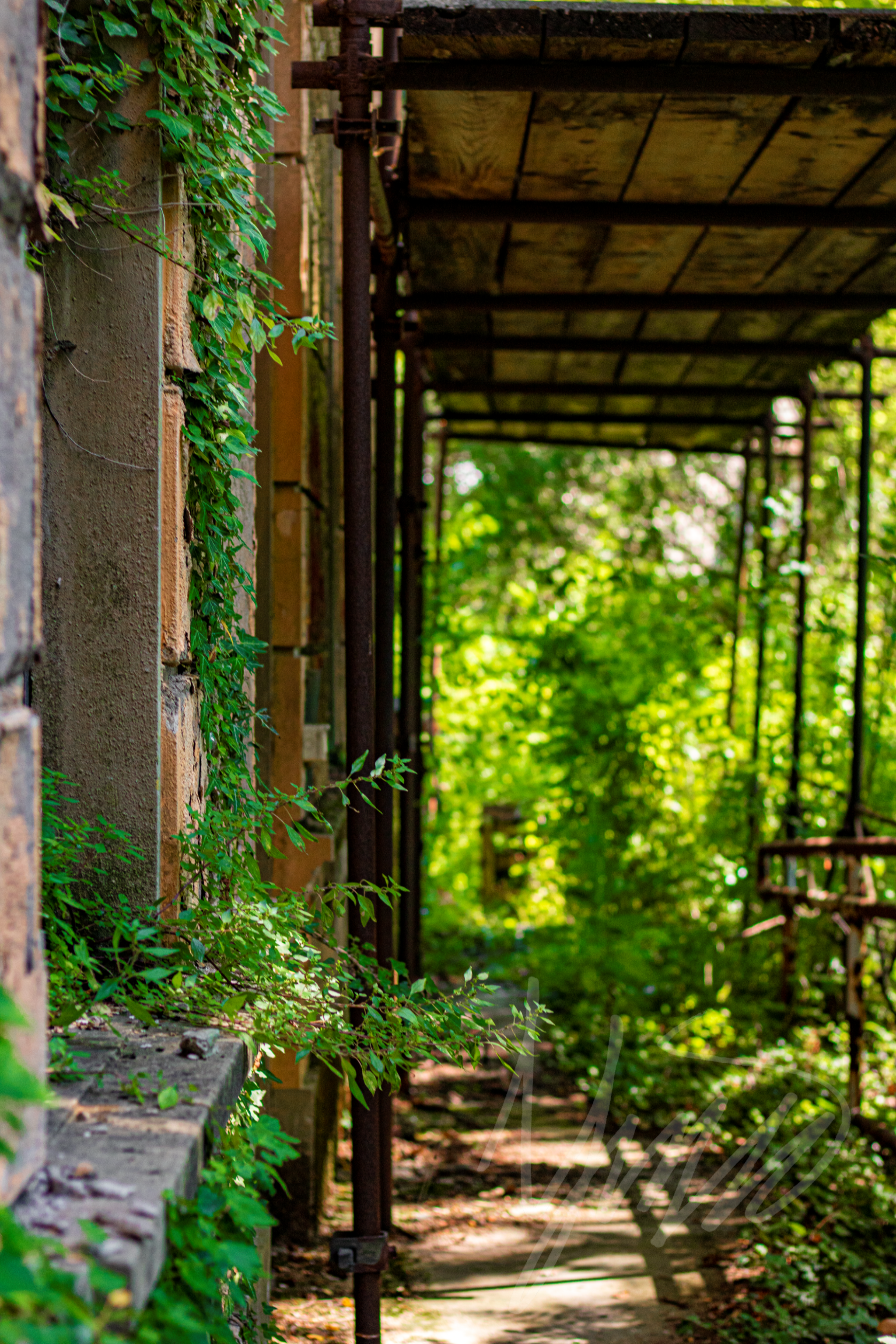 Nature Takes Over
