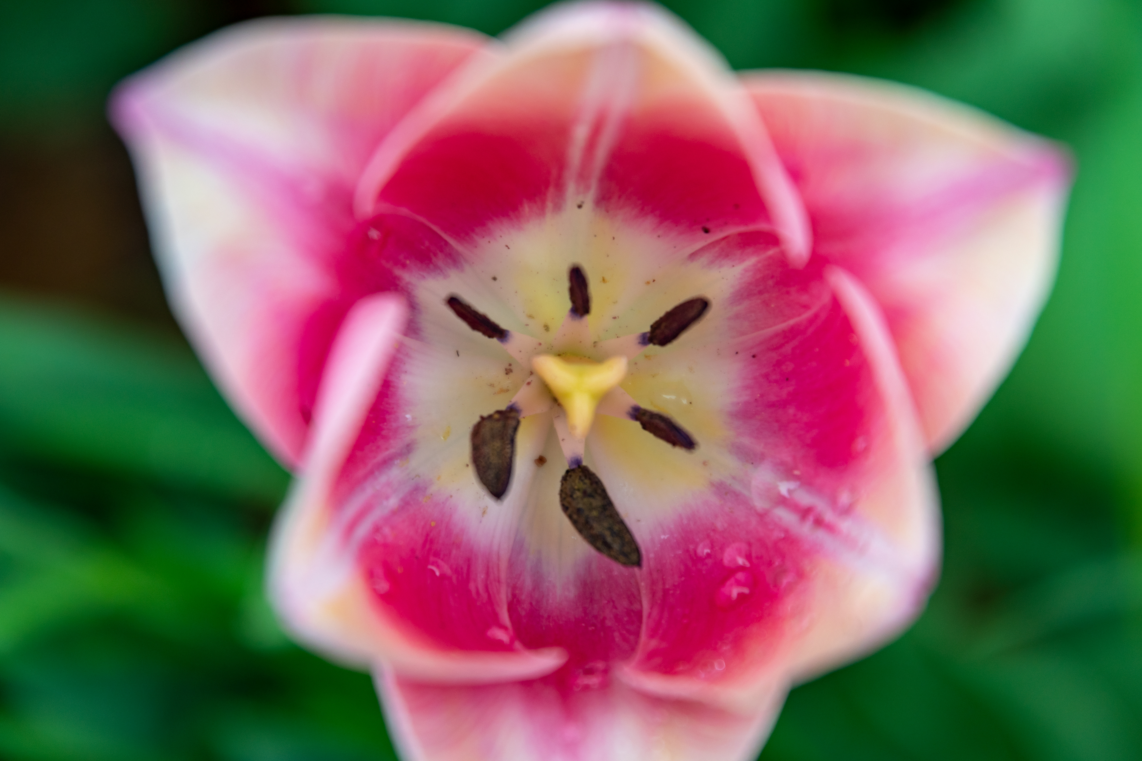 Tulip