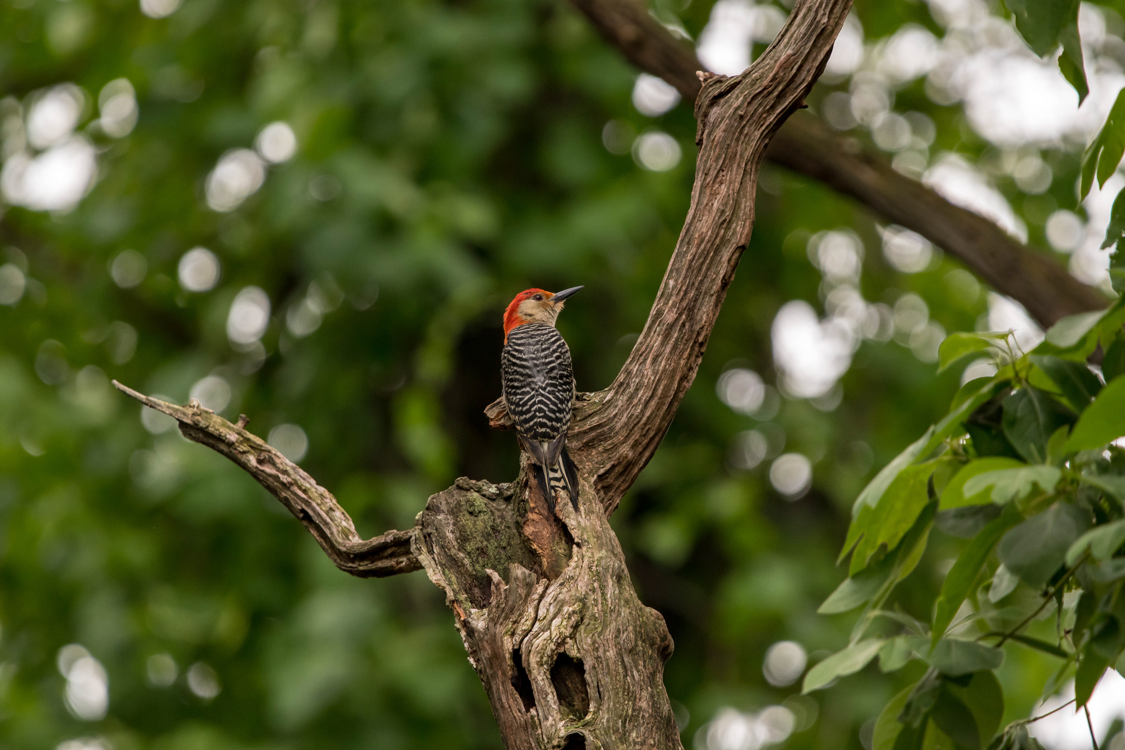 Red-Headed Woodpecker