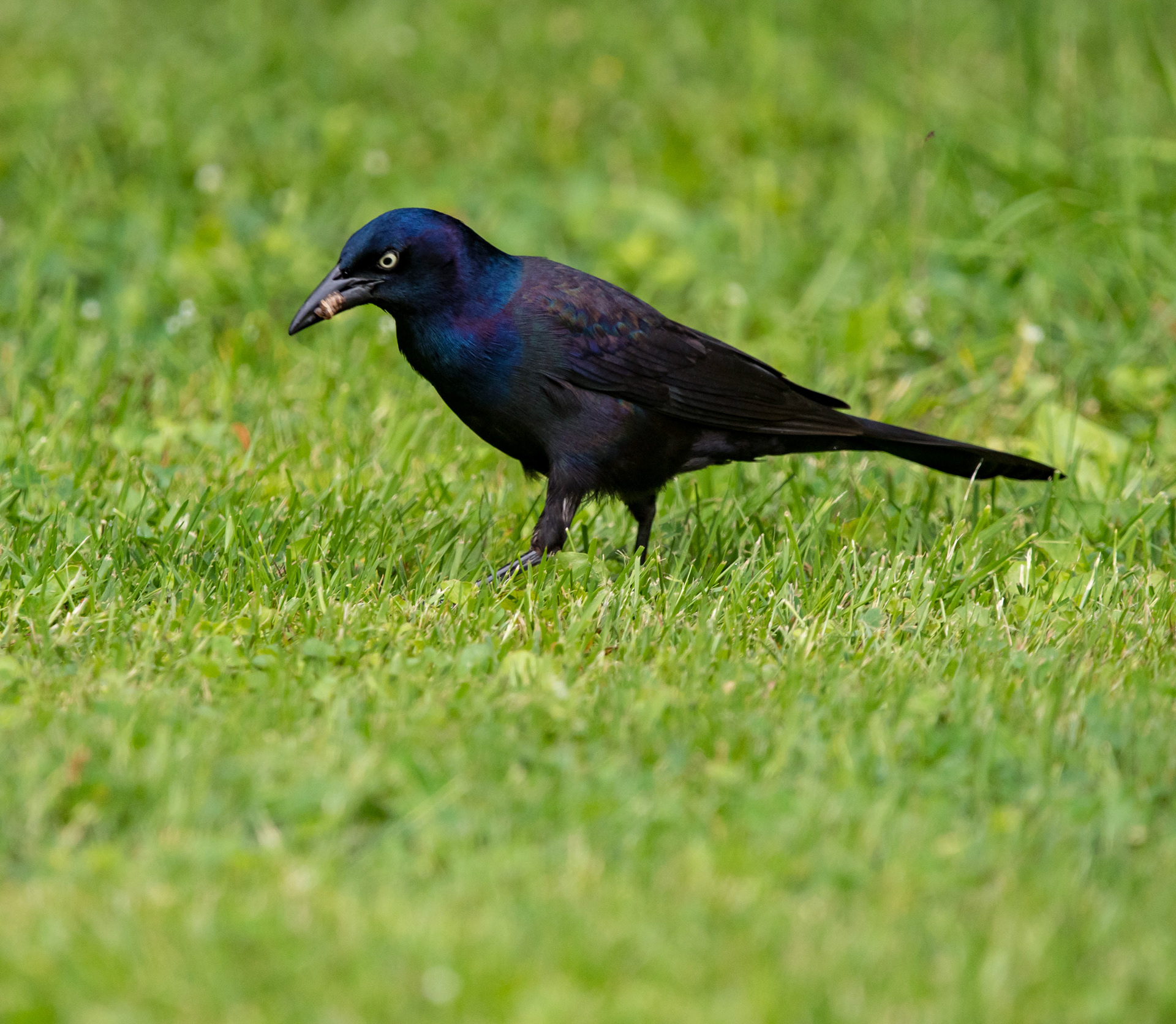 Common Grackle