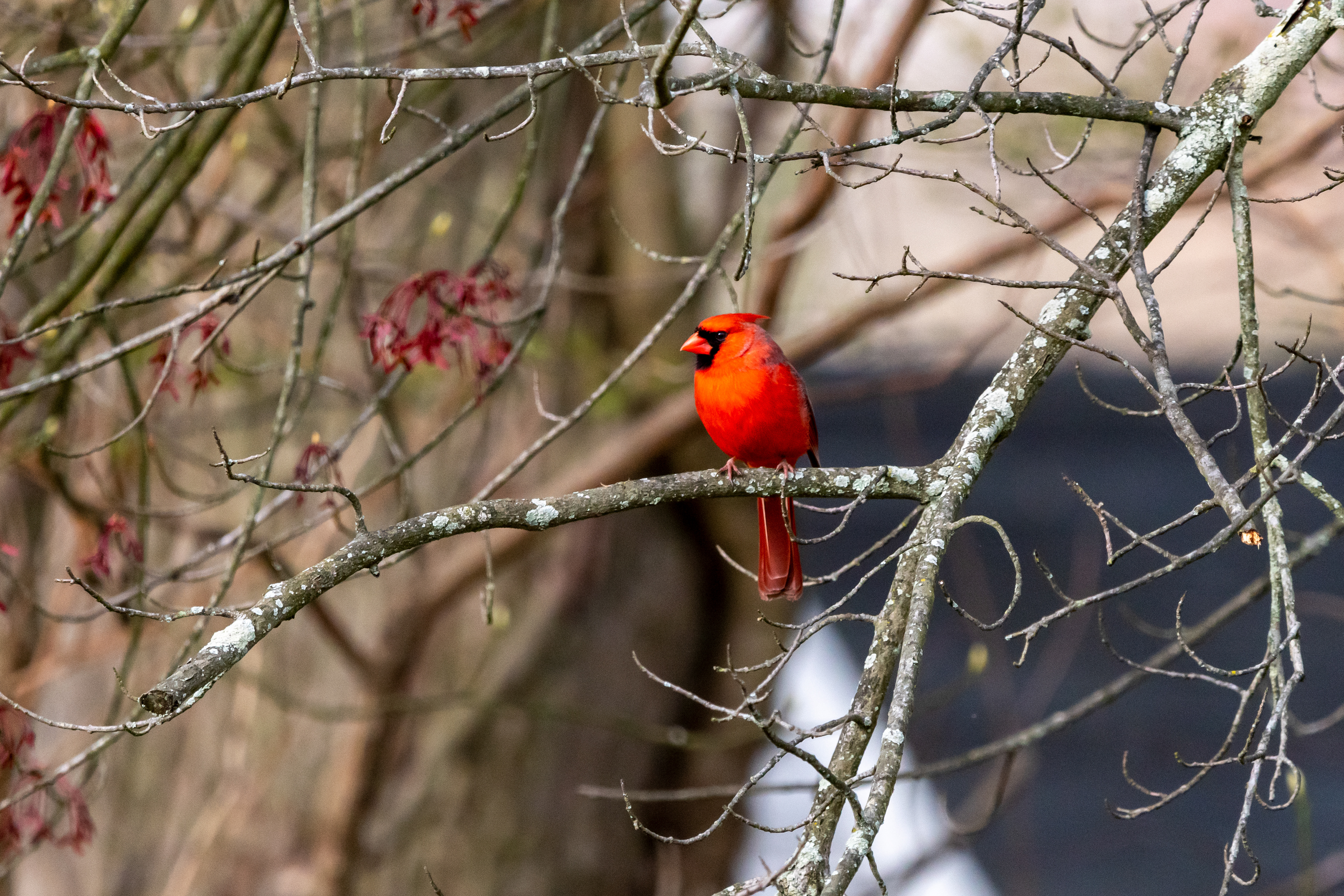 Cardinal