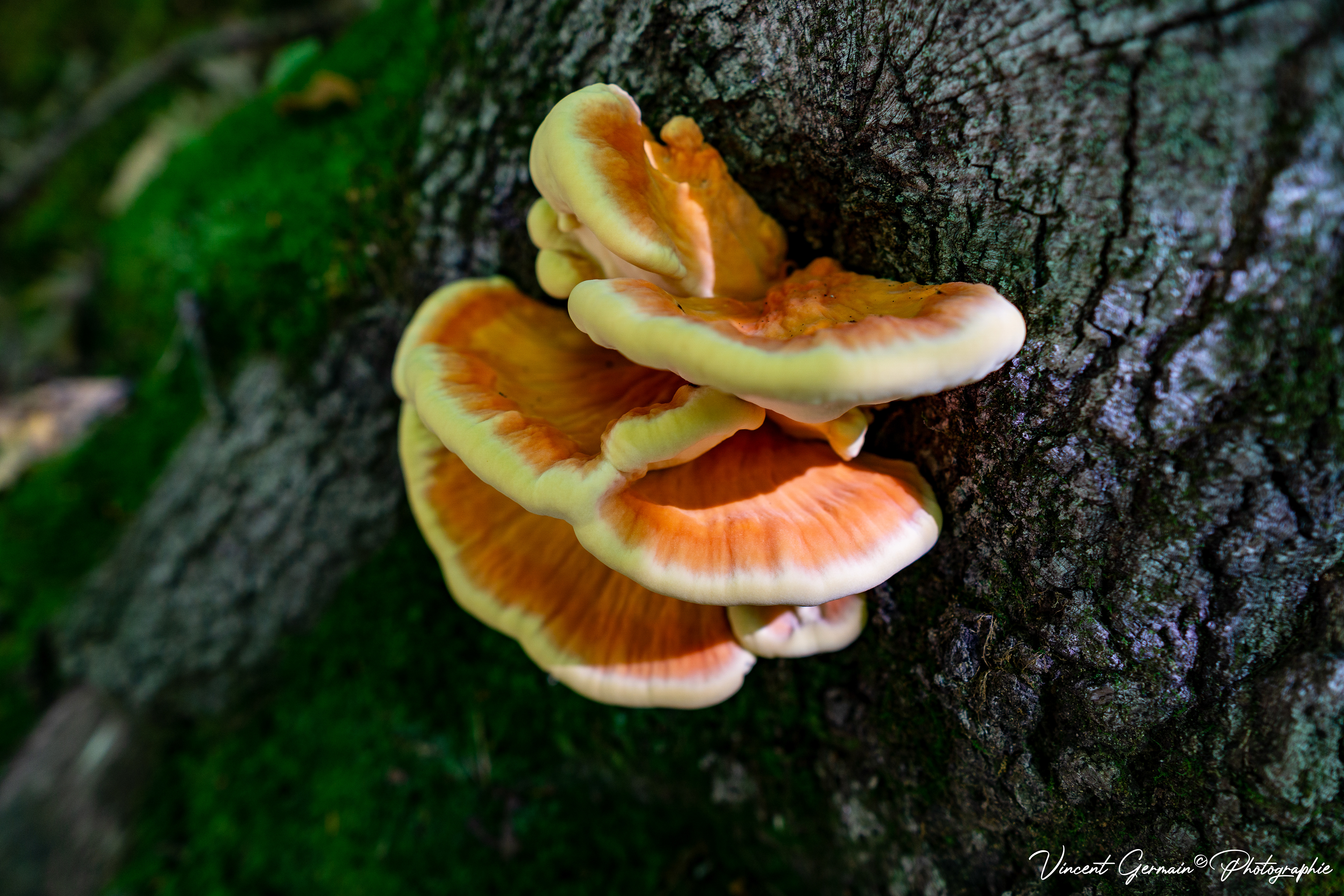 Sentier - La Gélinotte (Champignon POLYPORE SOUFRÉ, Laetiporus Sulphureus)