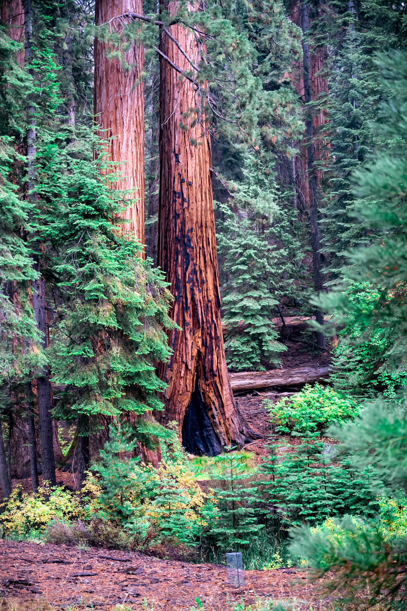 Giant Sequoias