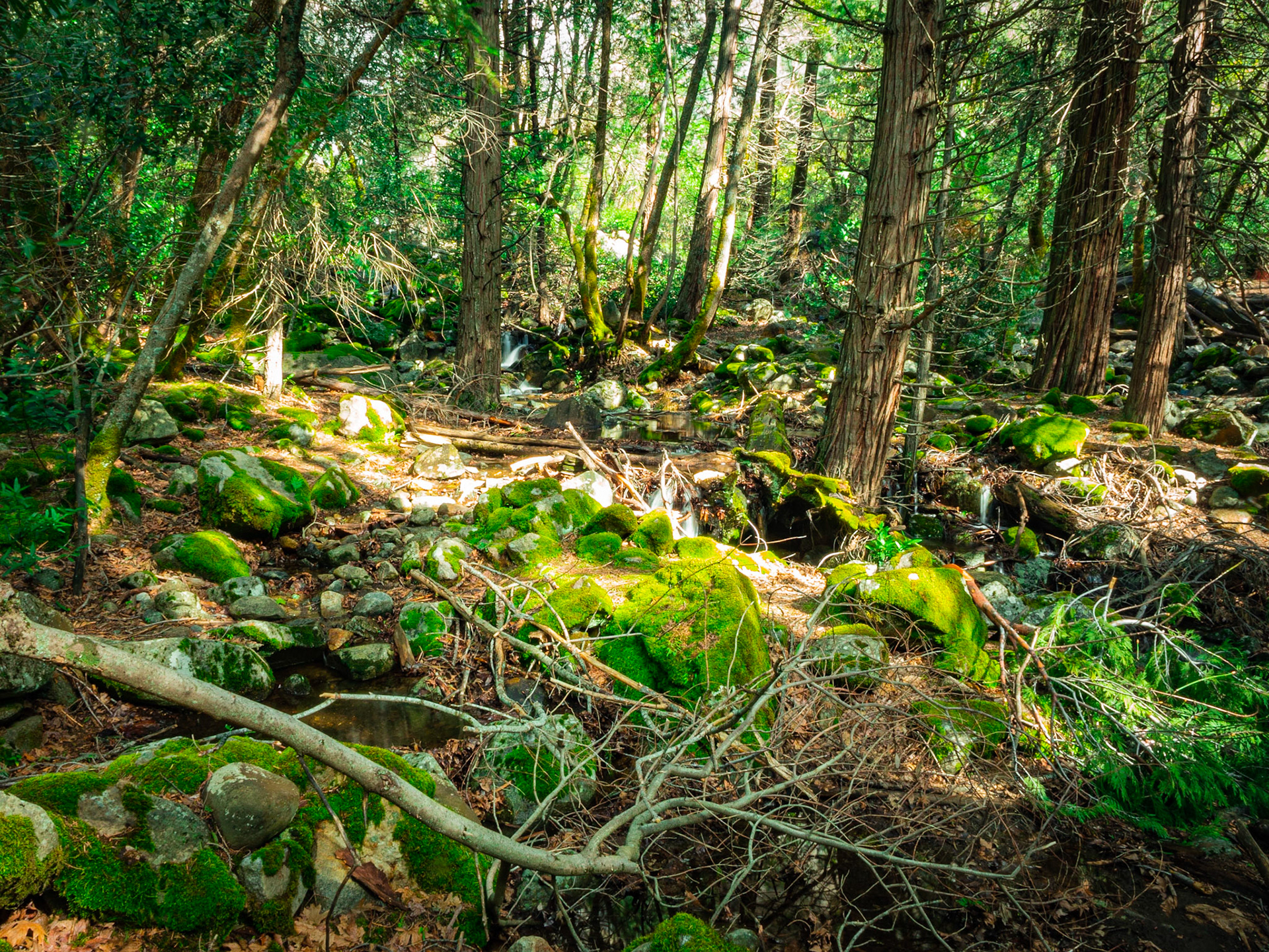 Yosemite forest