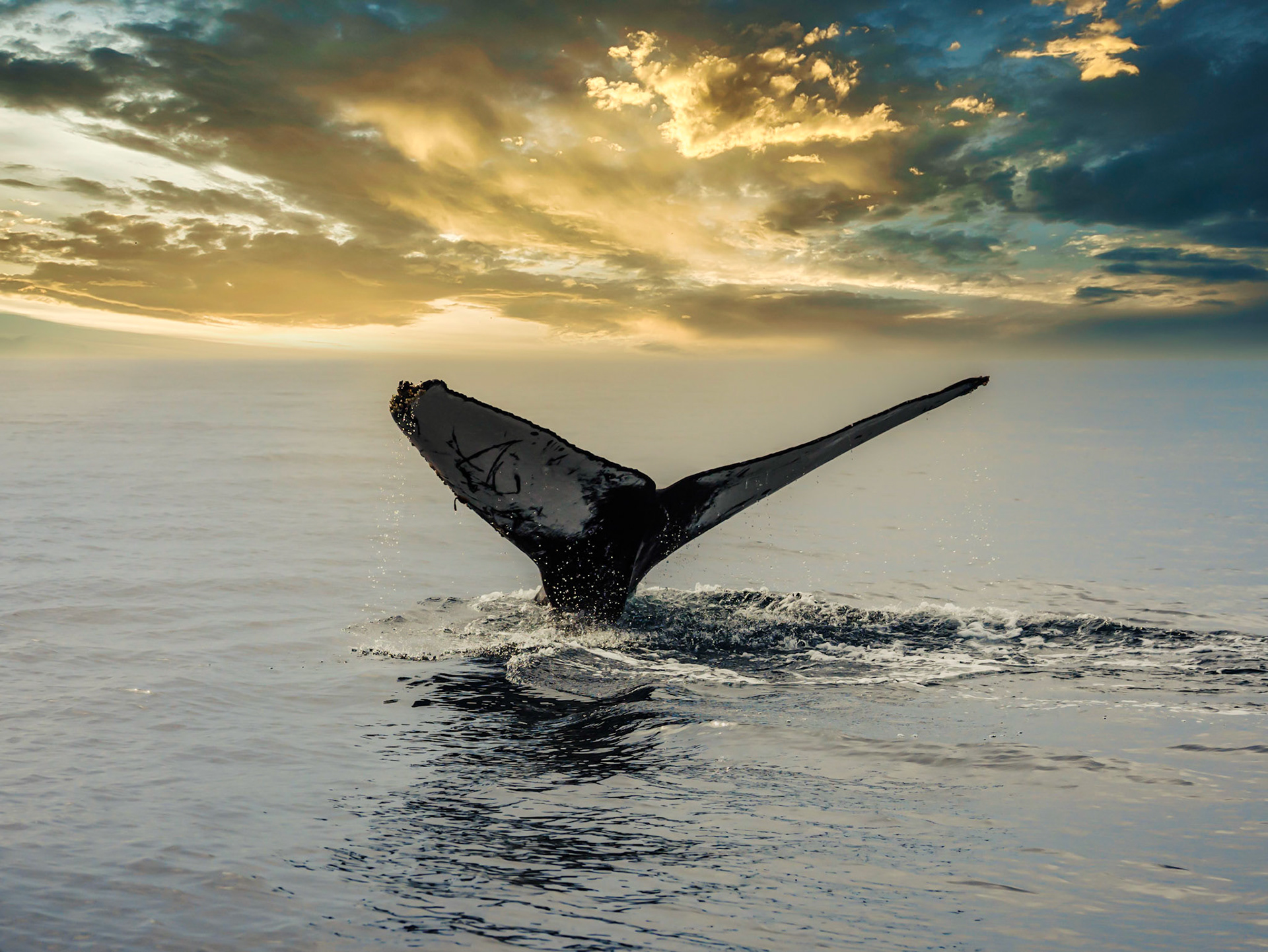 Humpback Whale Fluke