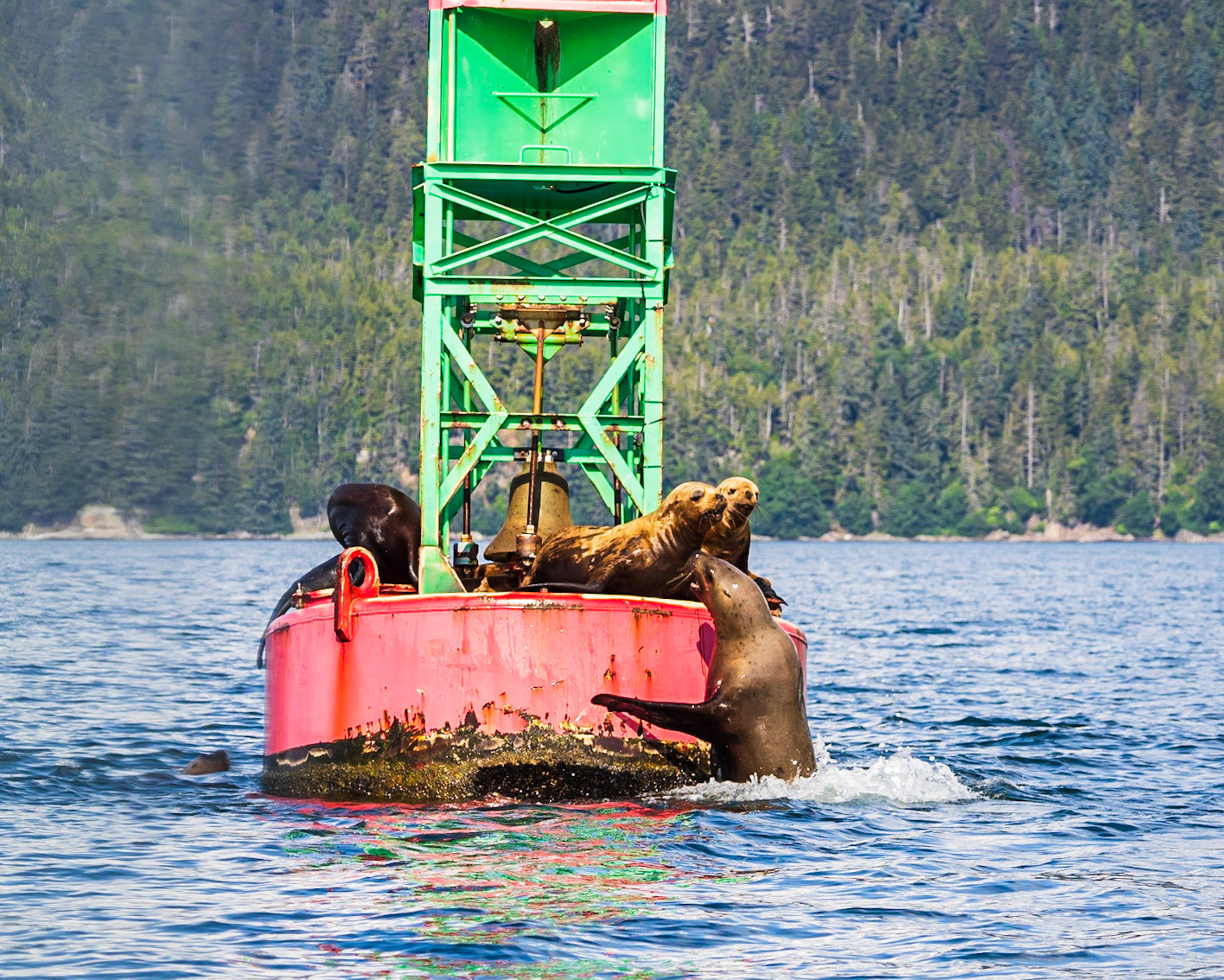 Sea Lions on Bouy