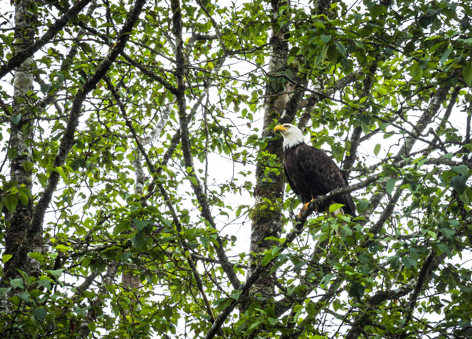 Male Eagle in Ketchikan