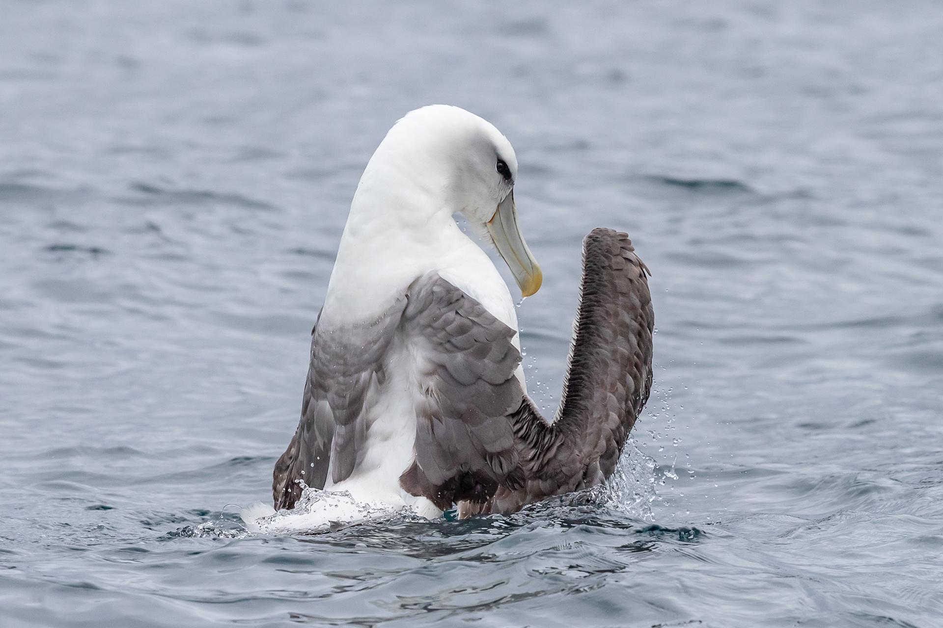 White-capped Mollymawk
