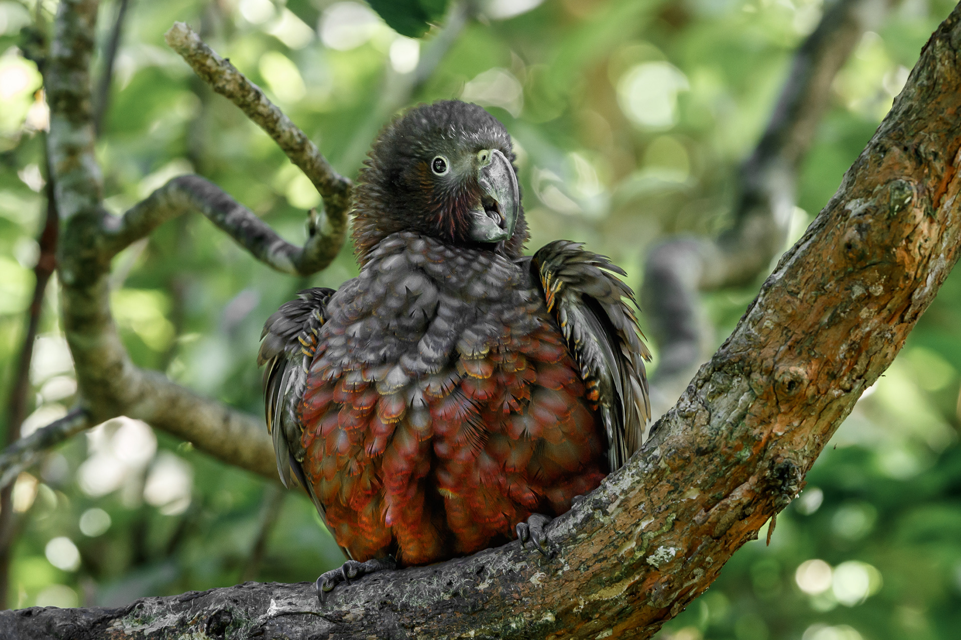 North Island Kākā