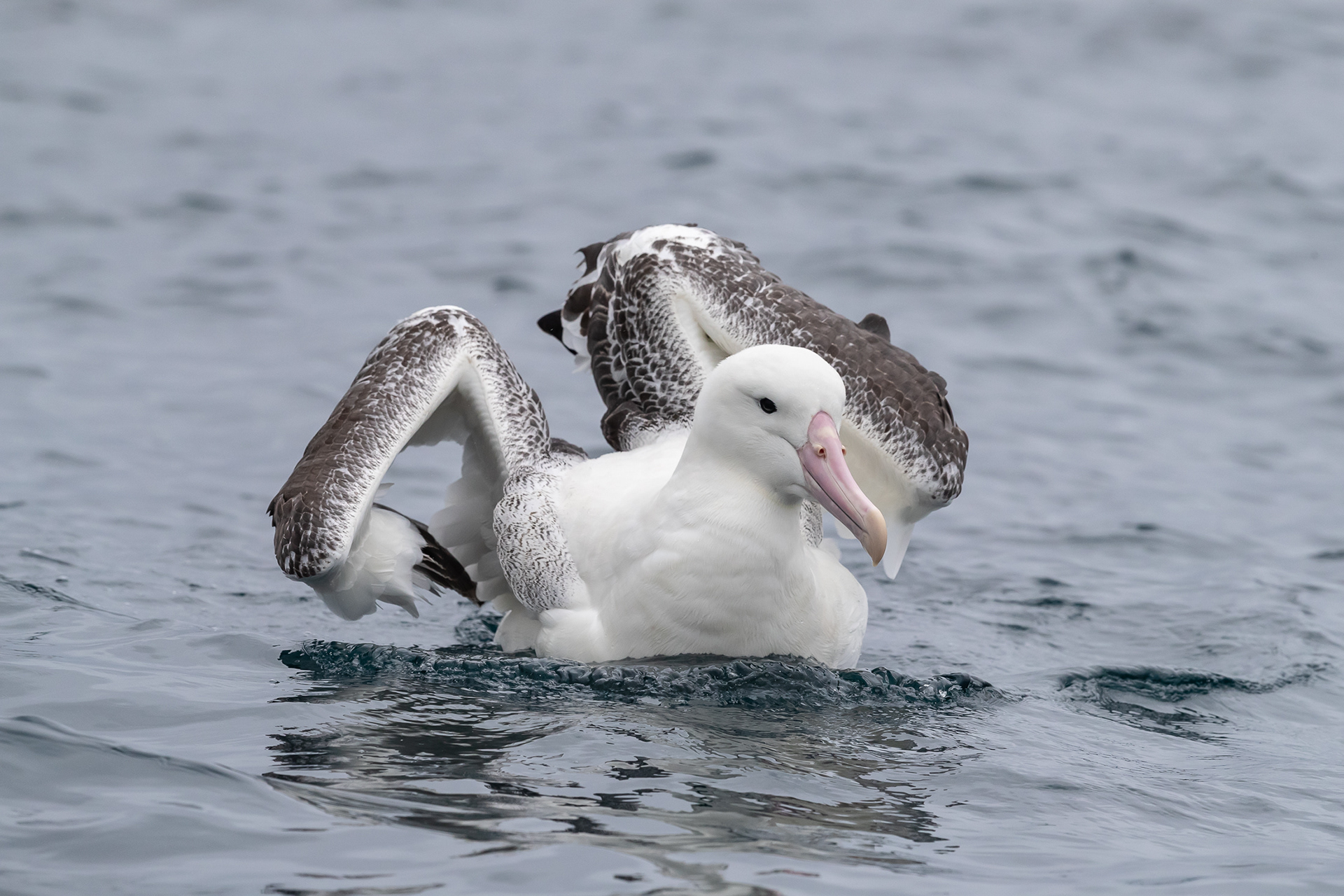 Southern Royal Albatross