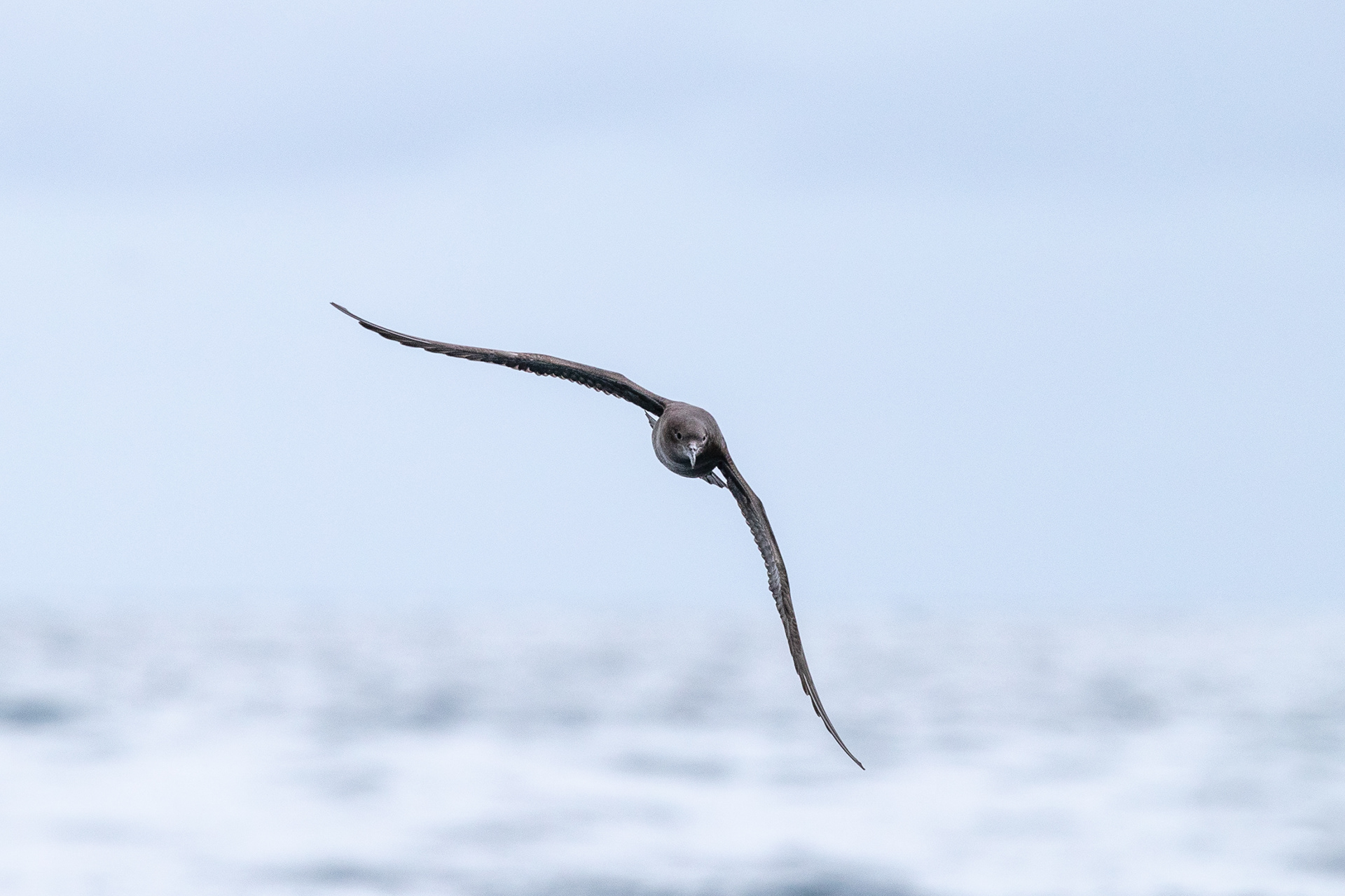 Hākēkeke (Sooty Shearwater)